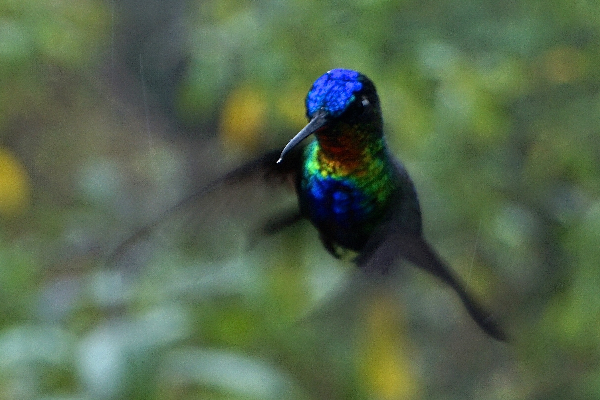  Fiery-throated hummingbird 