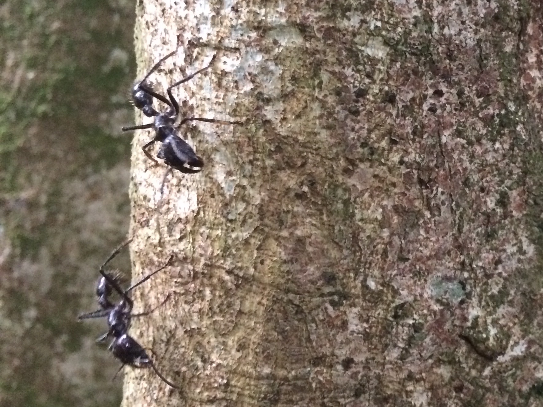  Bullet ants, very potent bites, rare! 