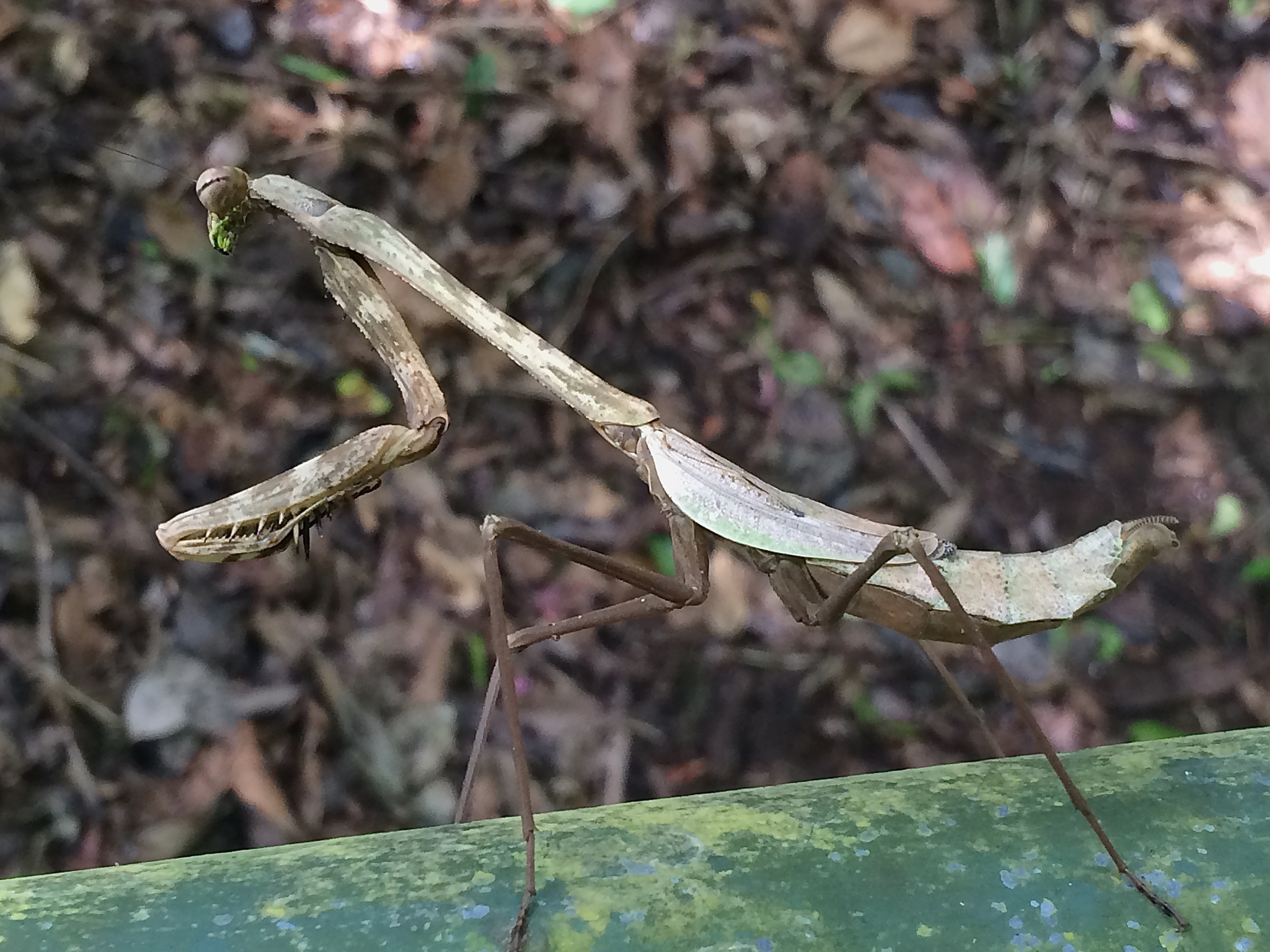  Praying mantis 
