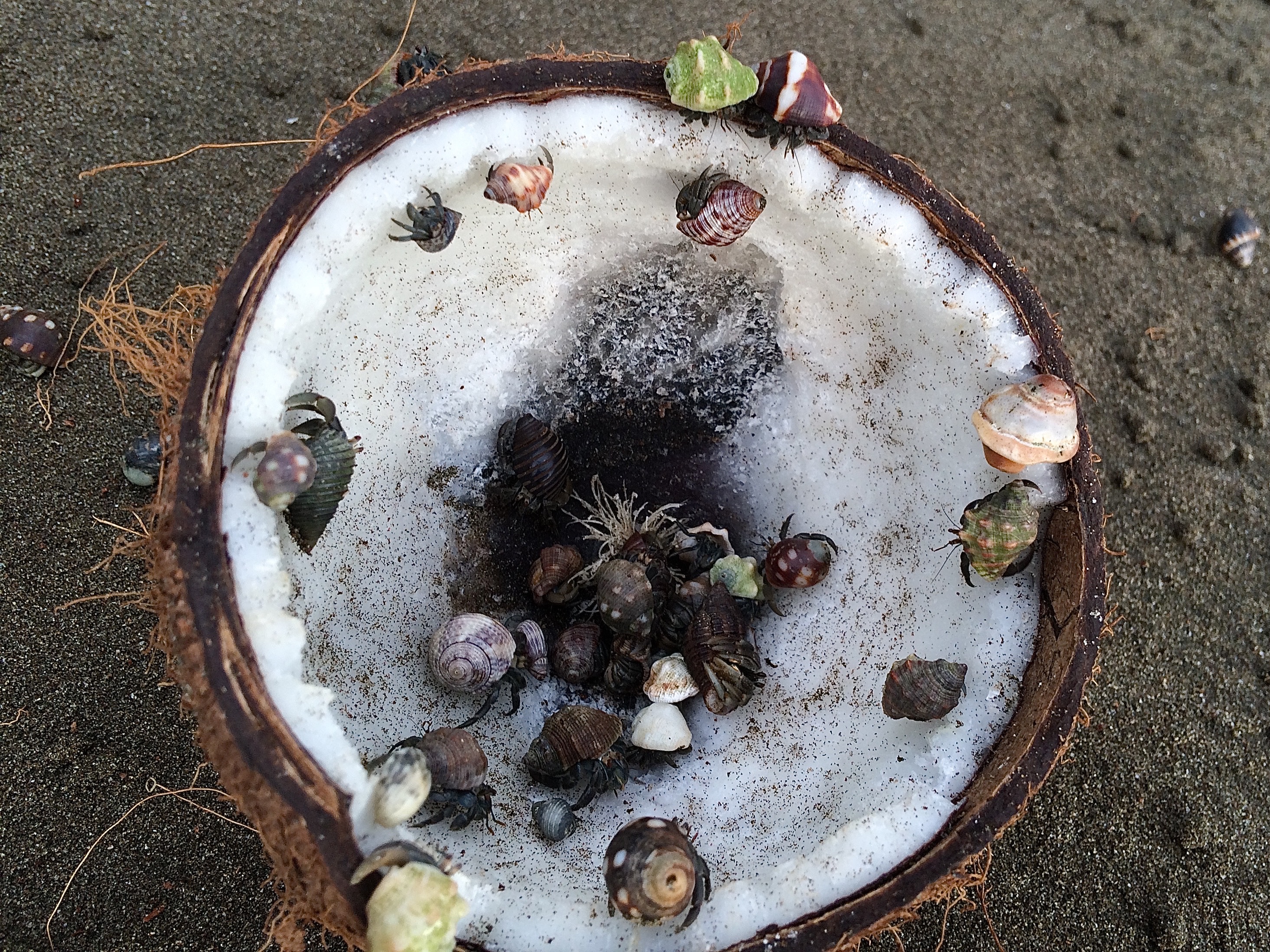  Hermet crabs feasting on coconut 