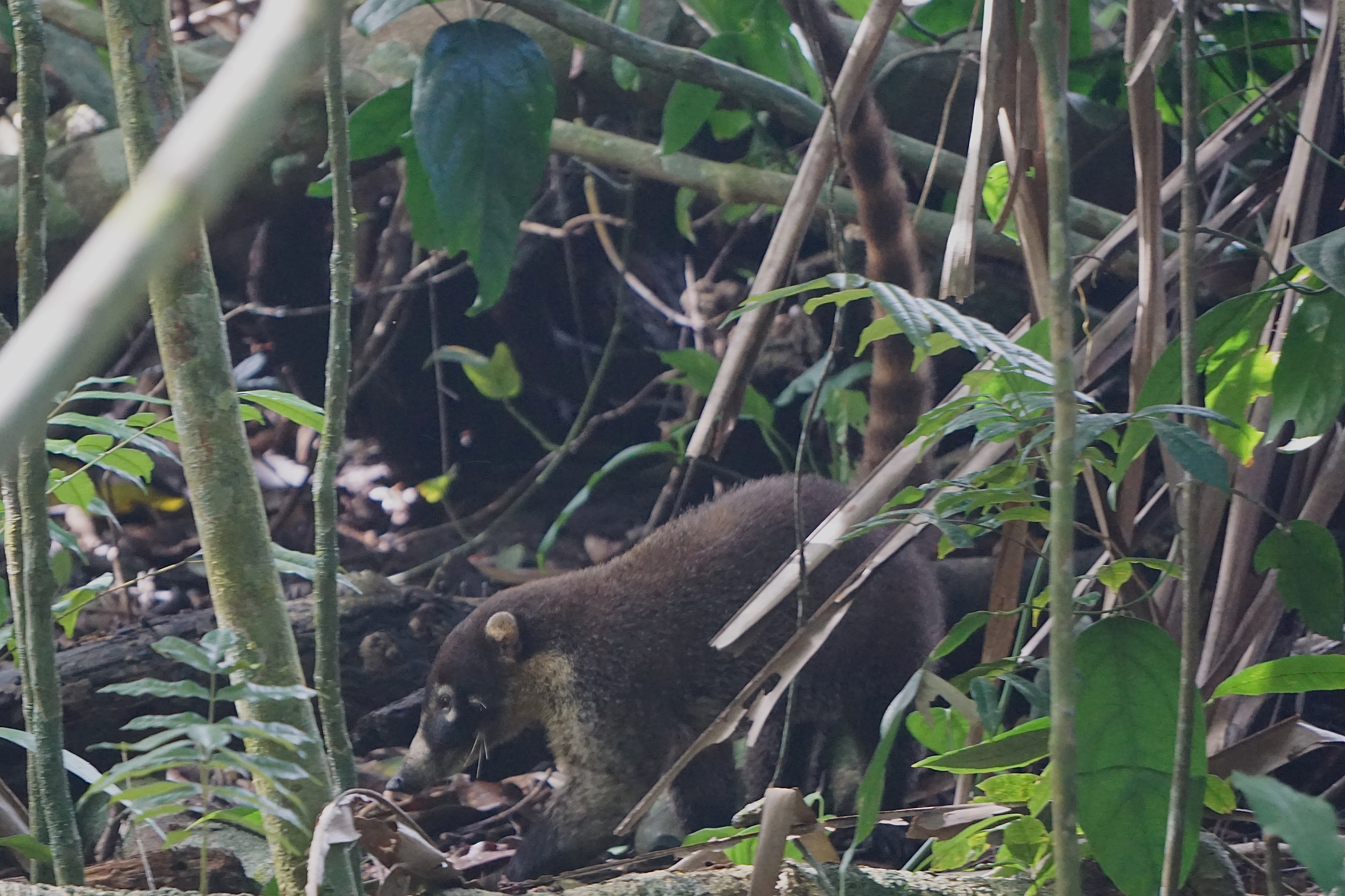  Coatimundi 