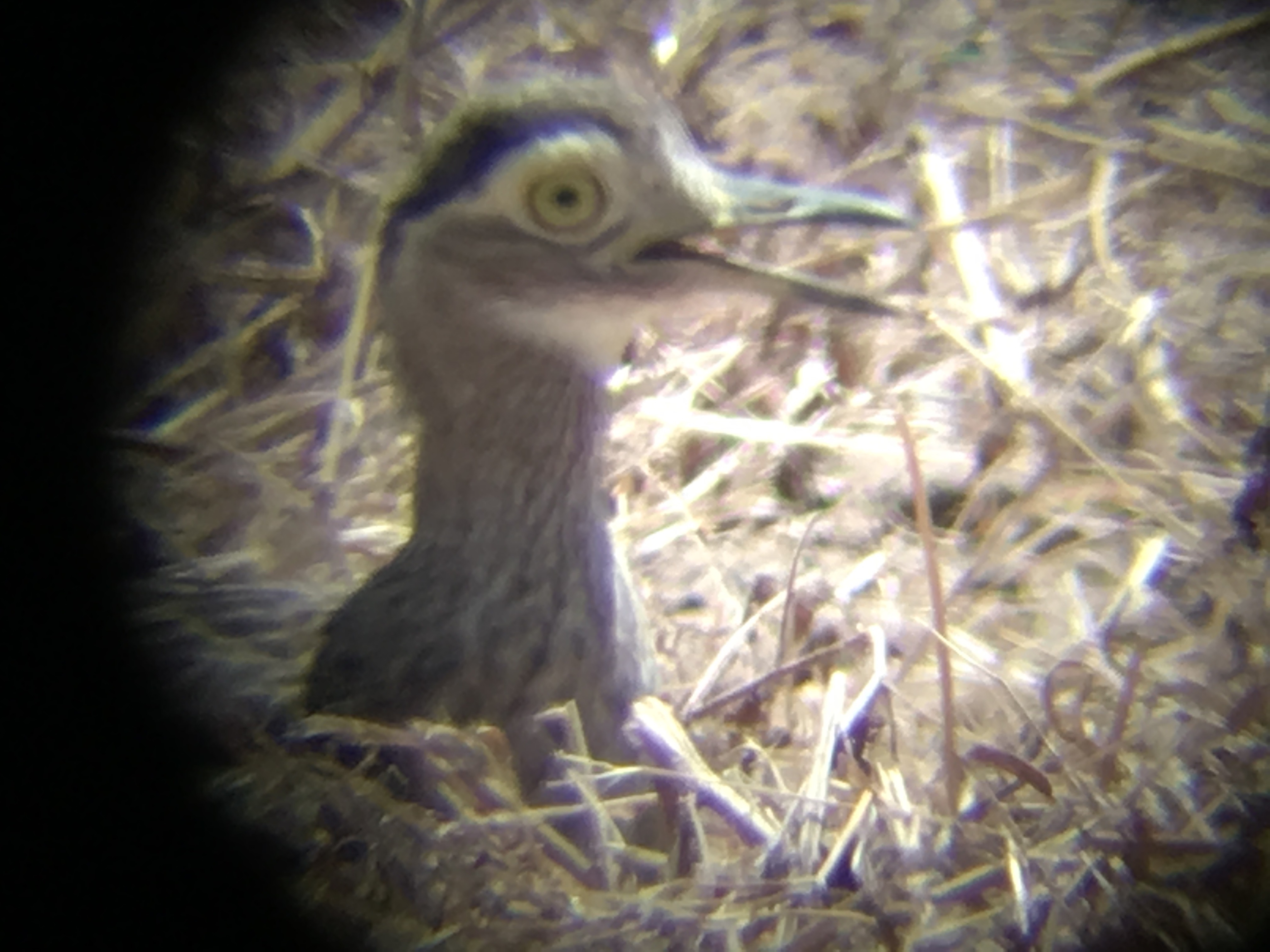  Double-striped thickknee 