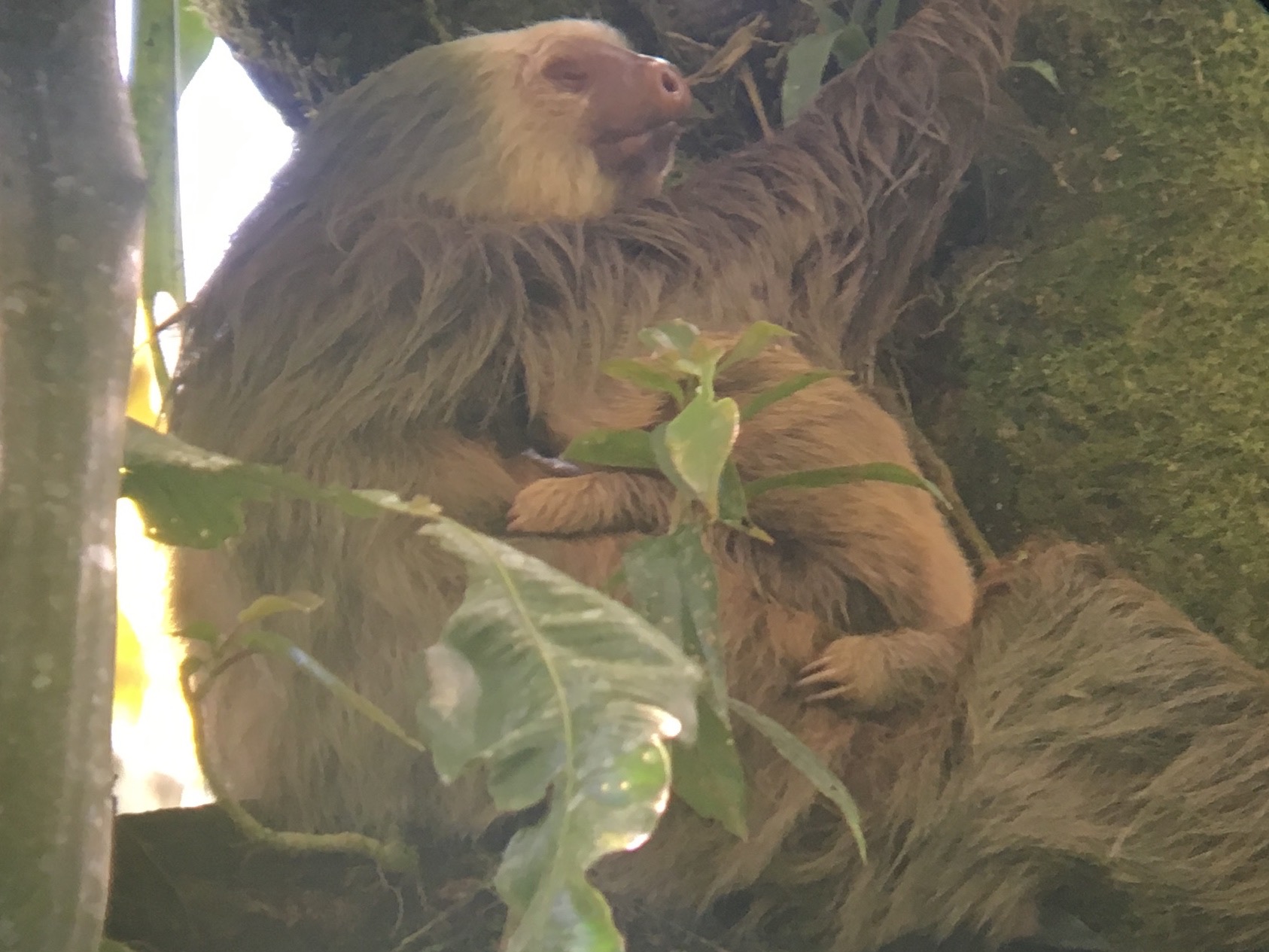 Two-toed sloth 