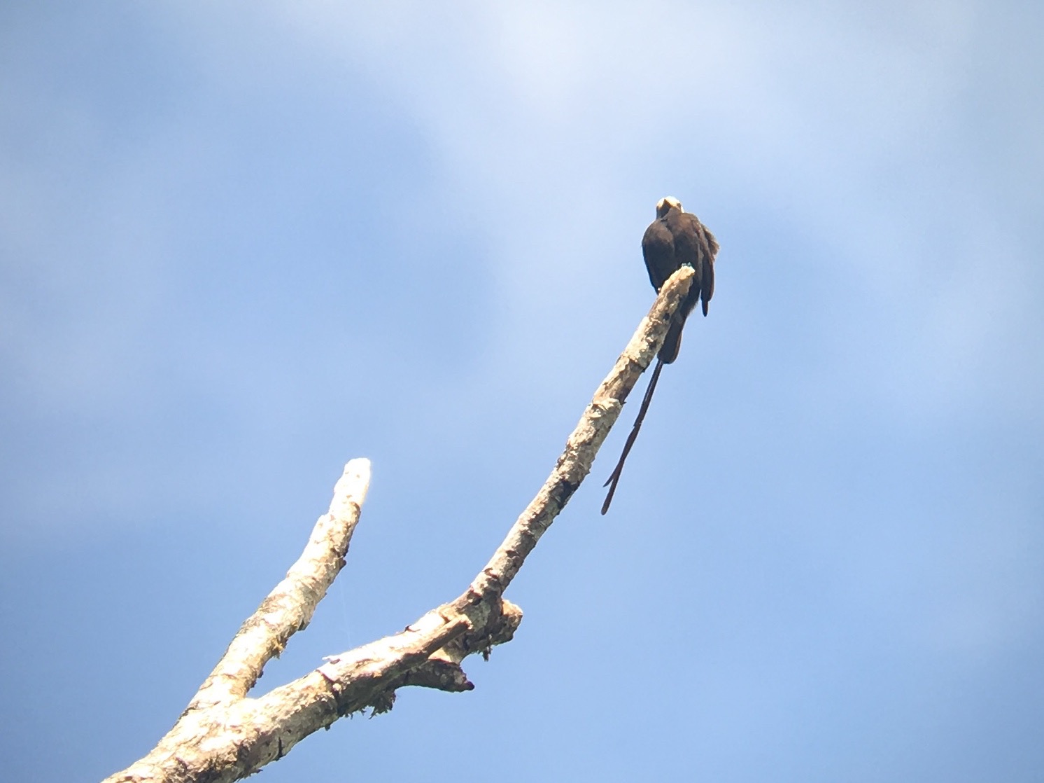  Long-tailed tyrant 
