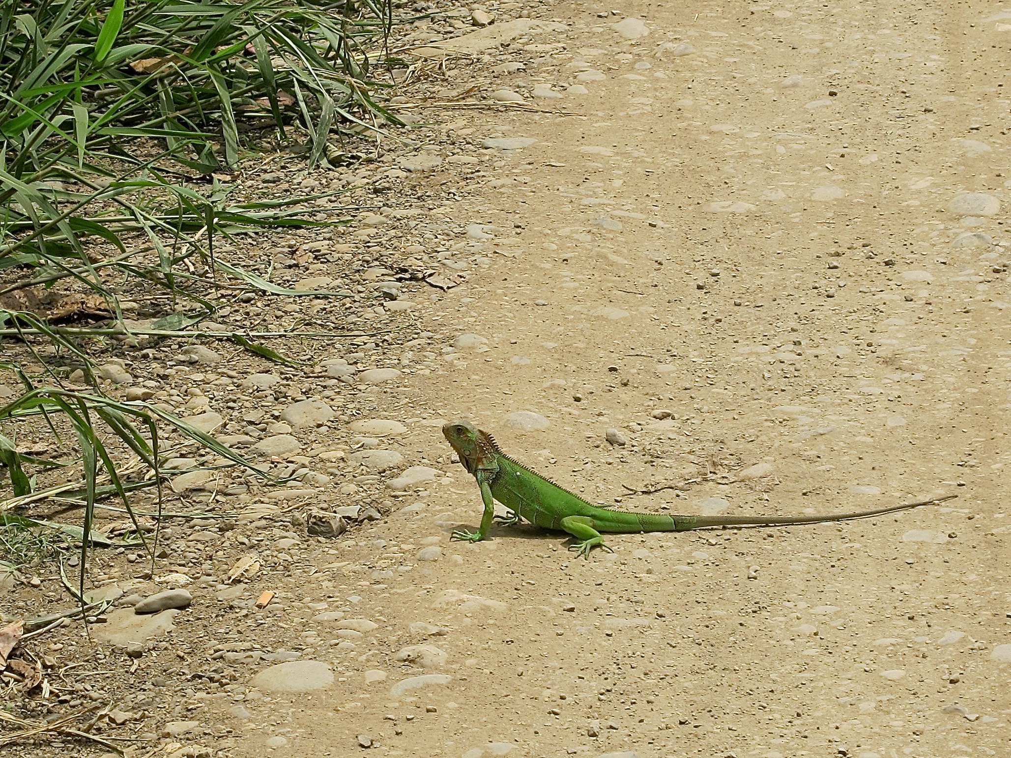  green lizard 