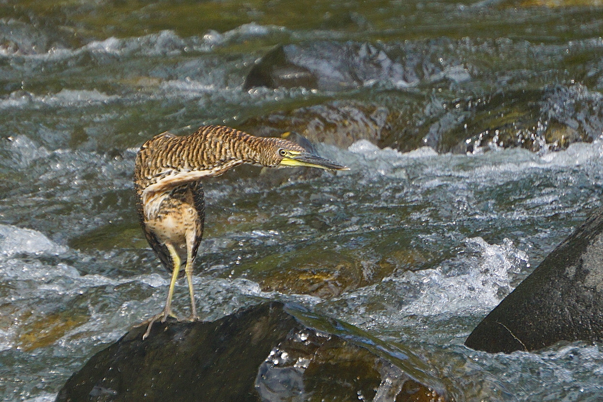  Fasciated Tiger-heron 