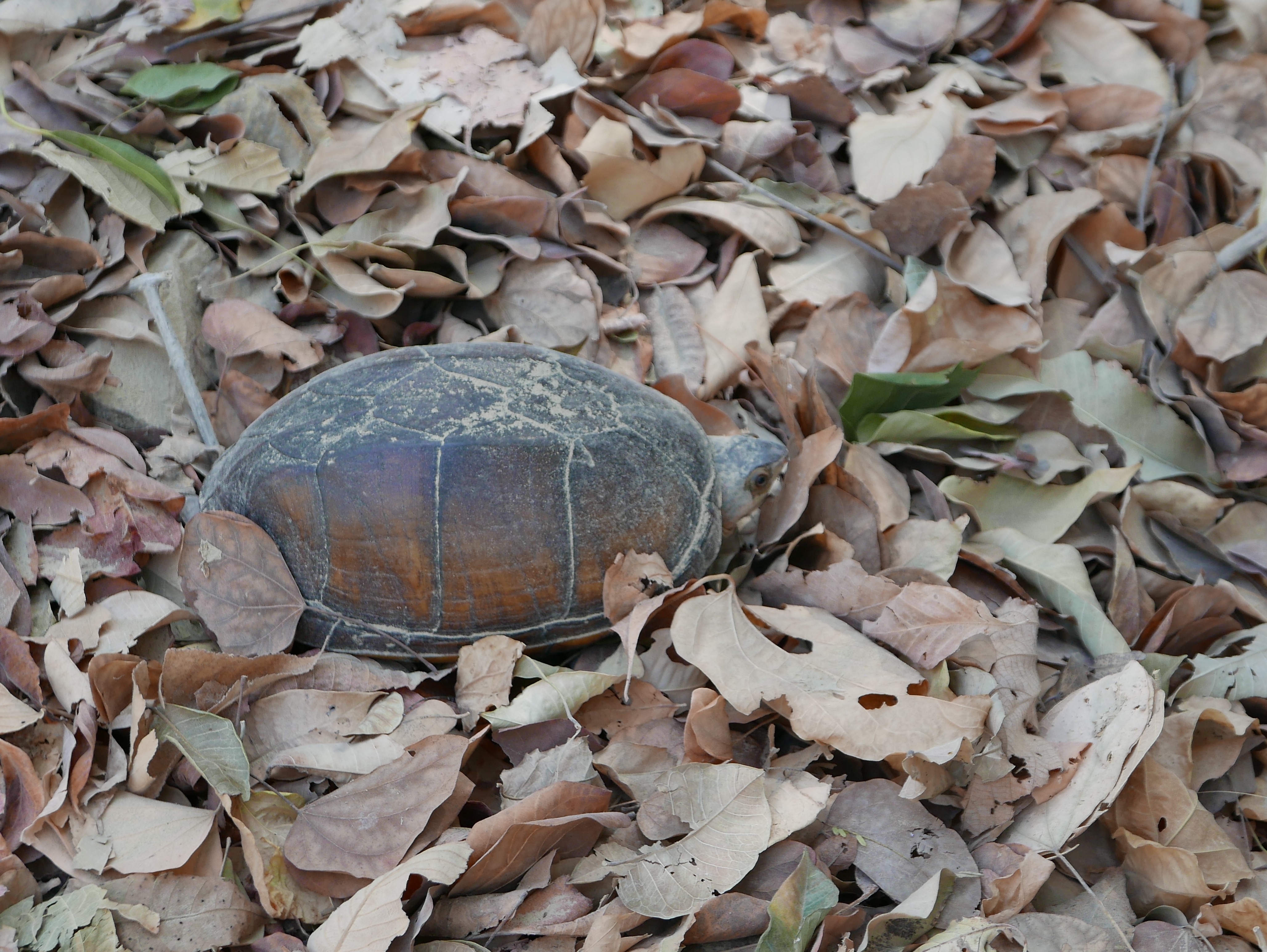  Costa rica Box turtle 