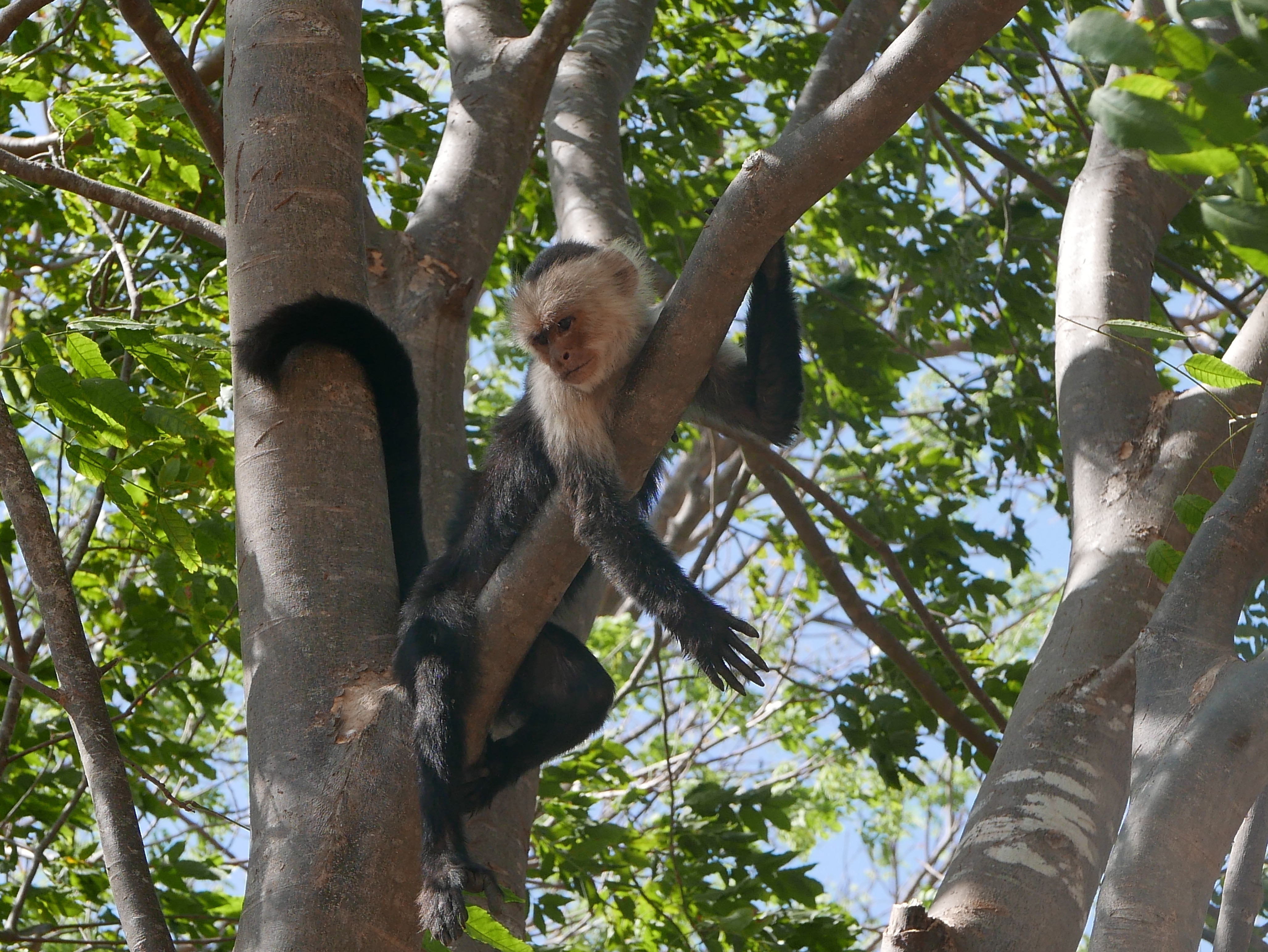  White-faced Capuchin  