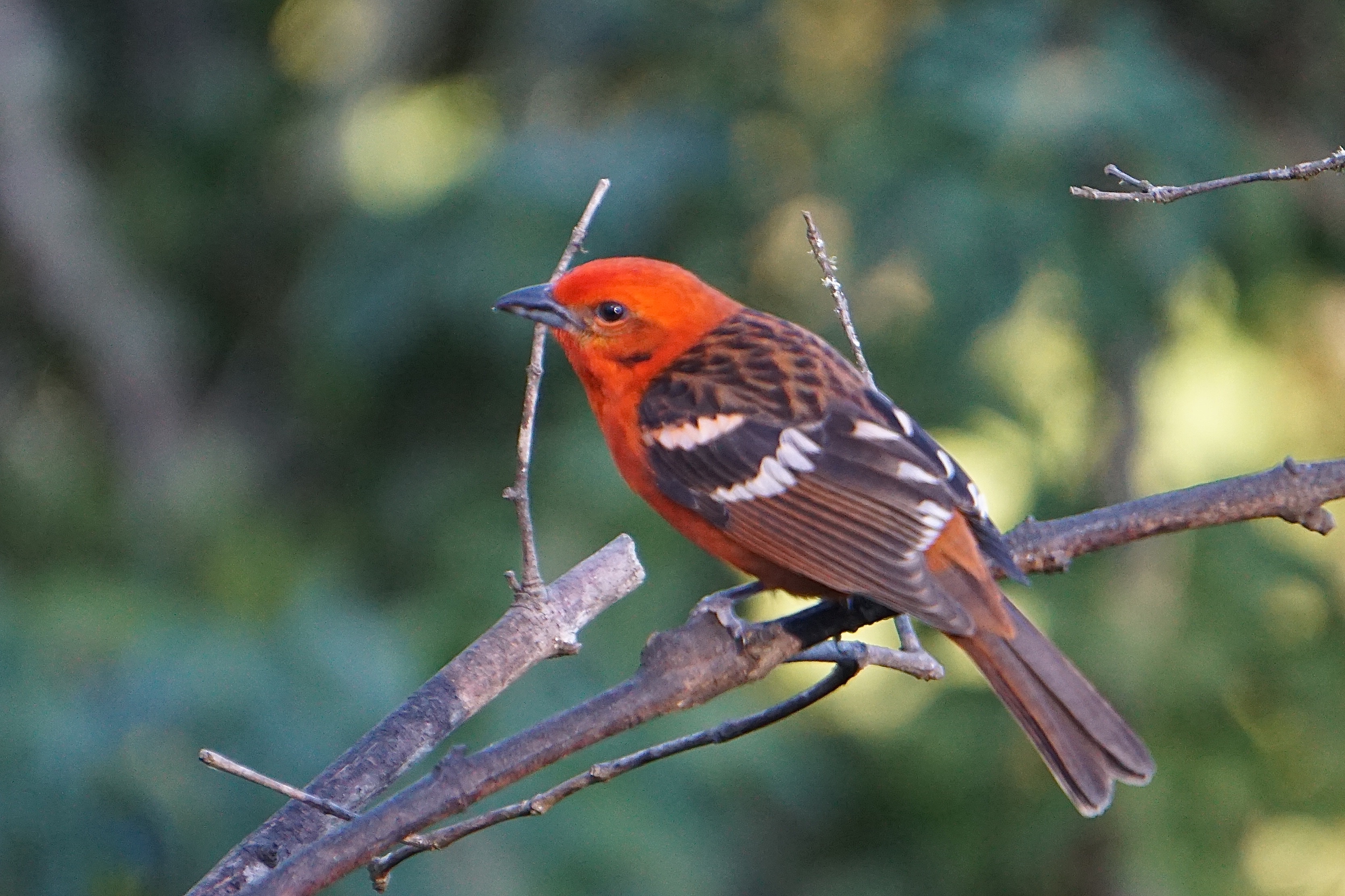  Flame-colored Tanager - male 