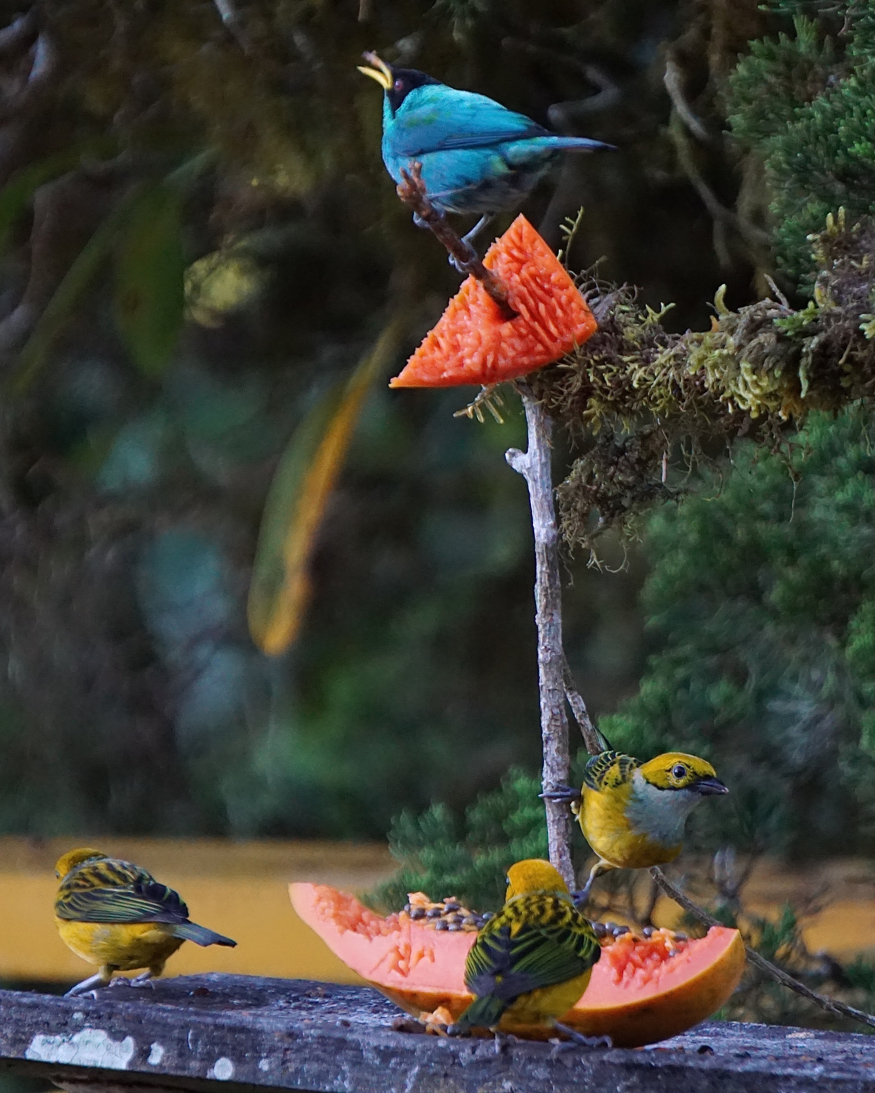  Green Honeycreeper and Silver-throated Tanagers 