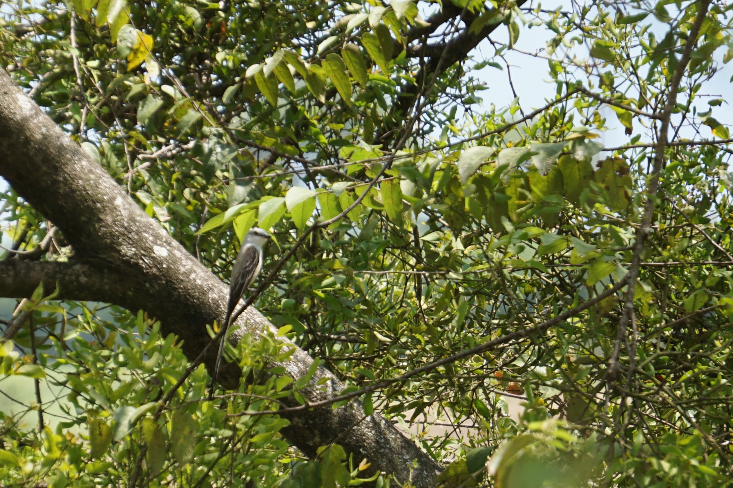  Swallow-tailed flycatcher 
