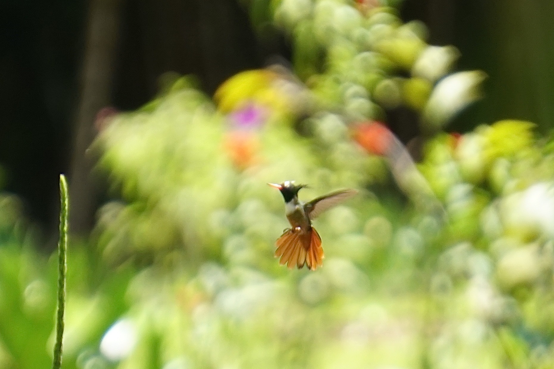  White-crested Coquette 