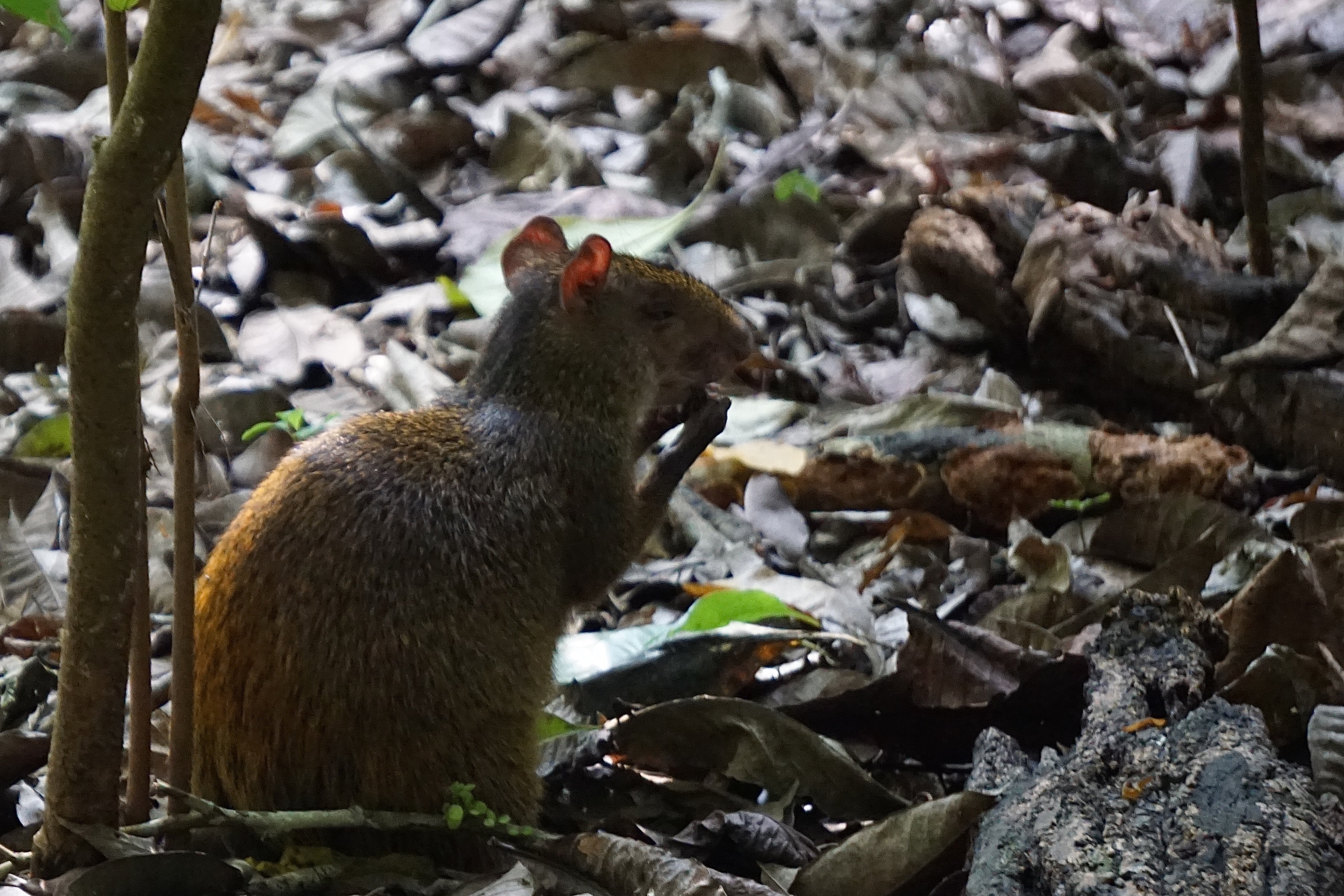  Agouti 