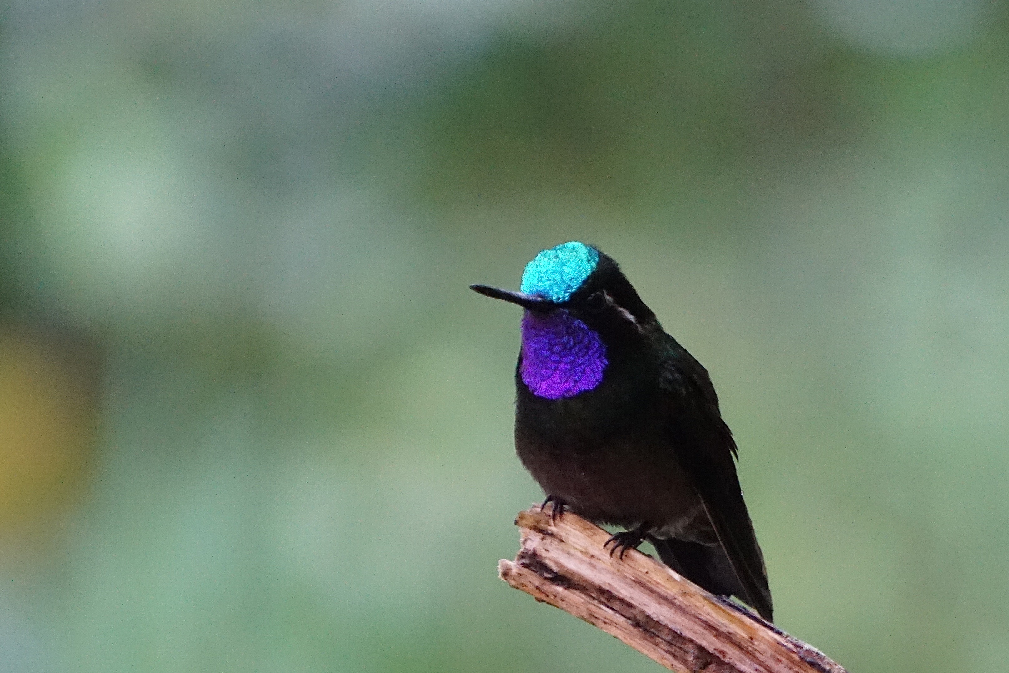  Purple-throated mountain-gem 