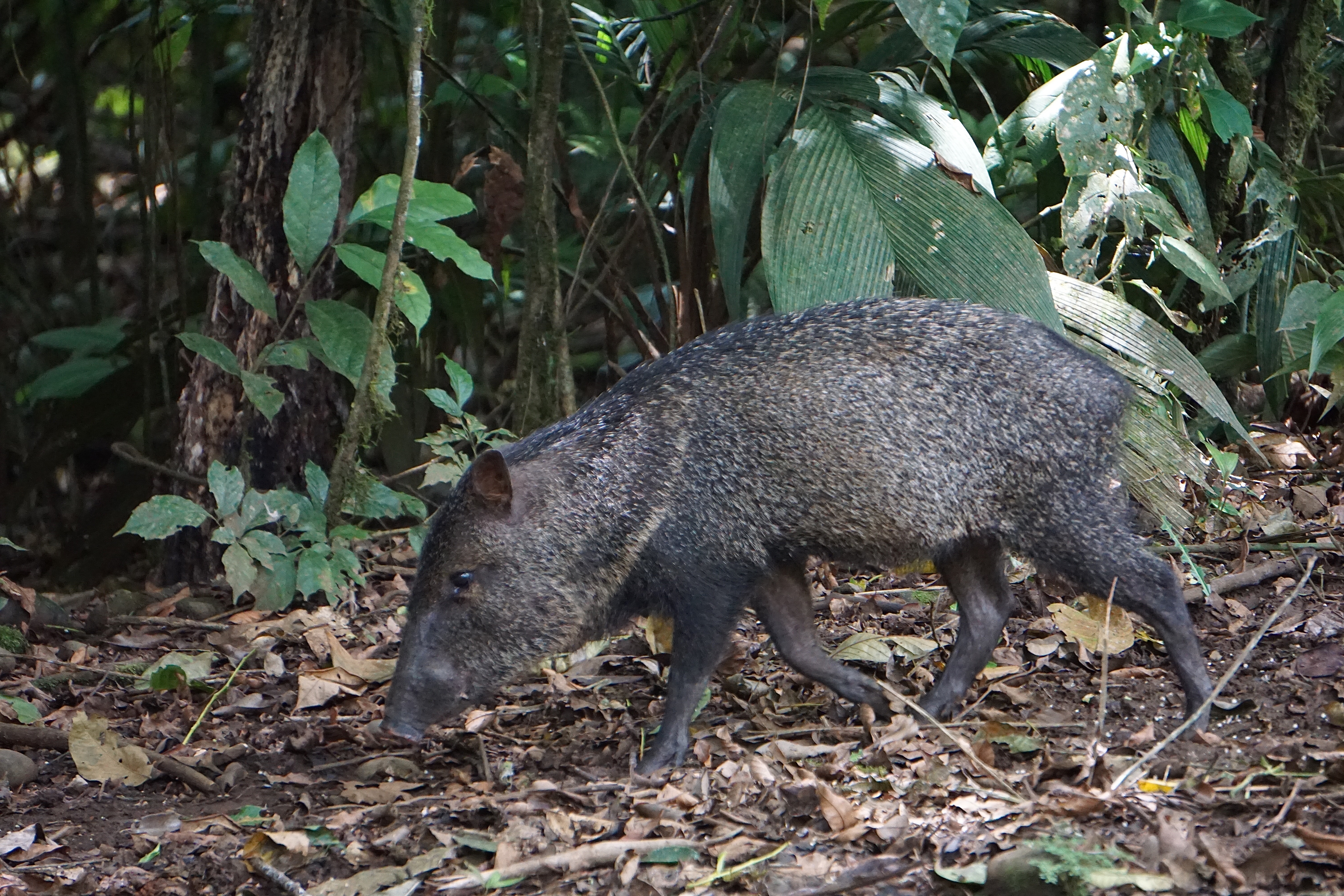  White-collared peccary 