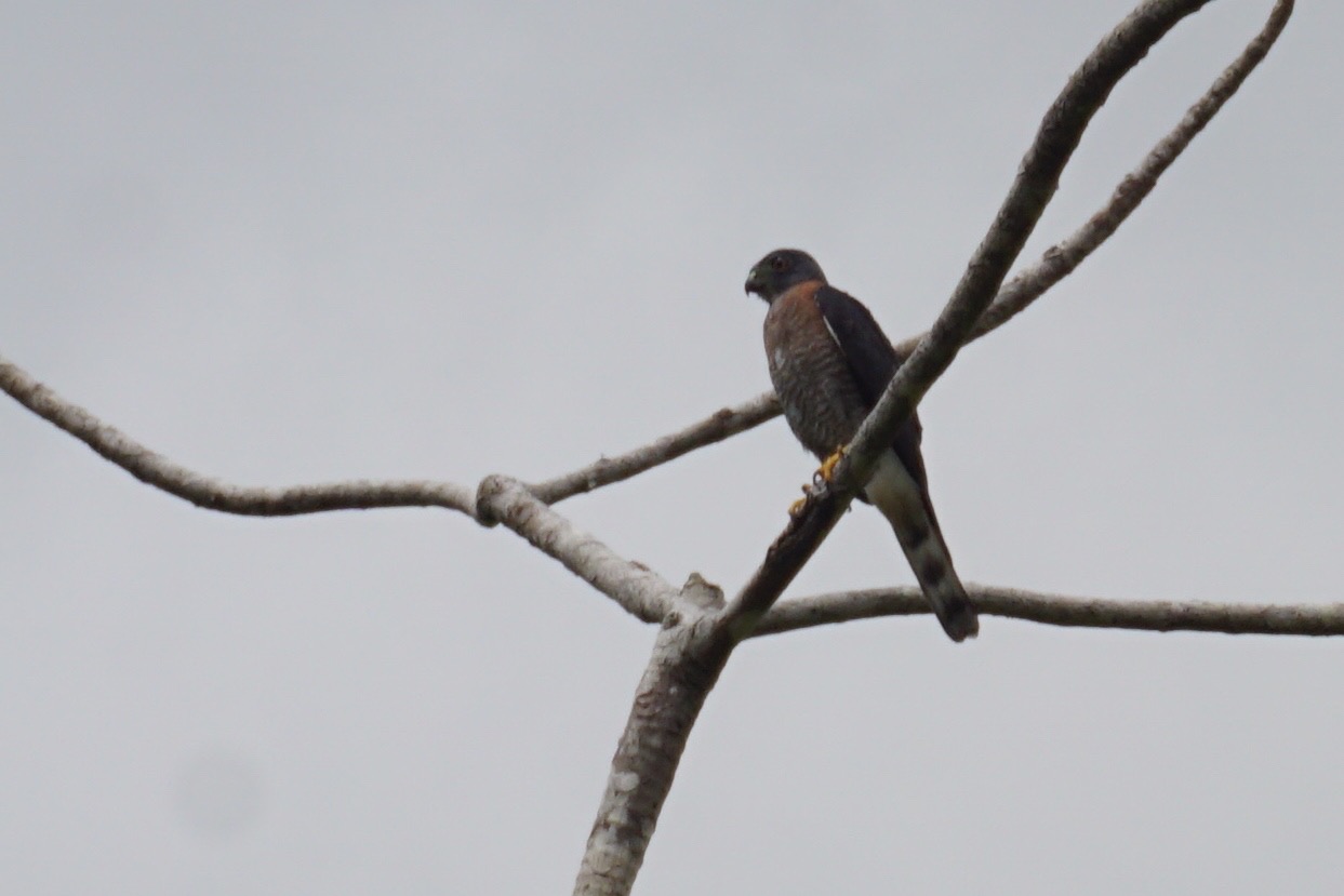  Plumbeous kite 