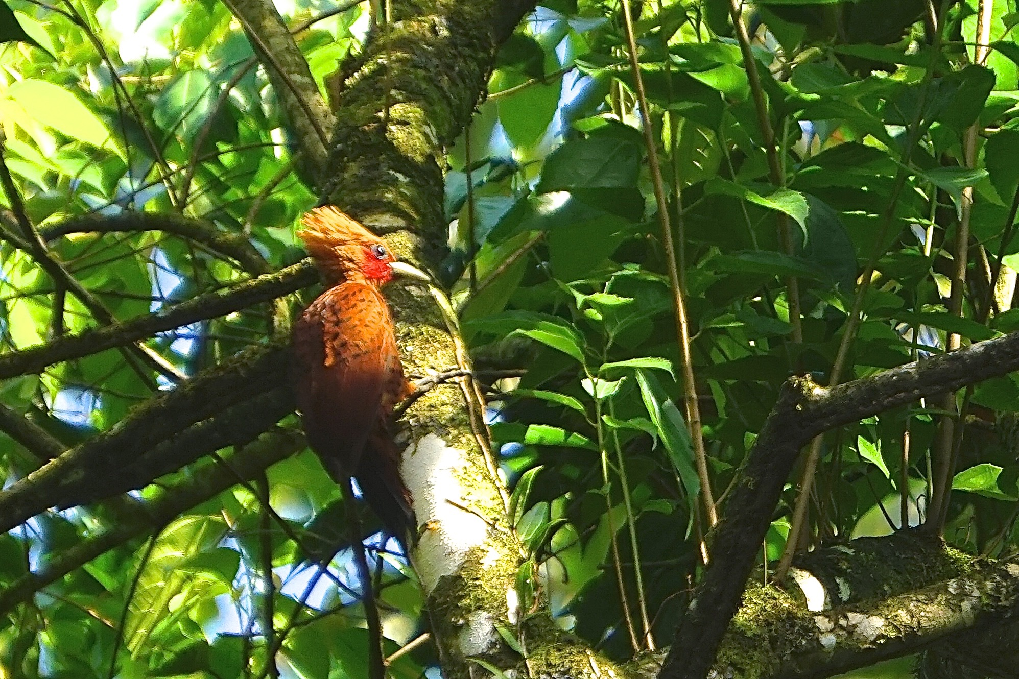  Chestnut colored woodpecker 