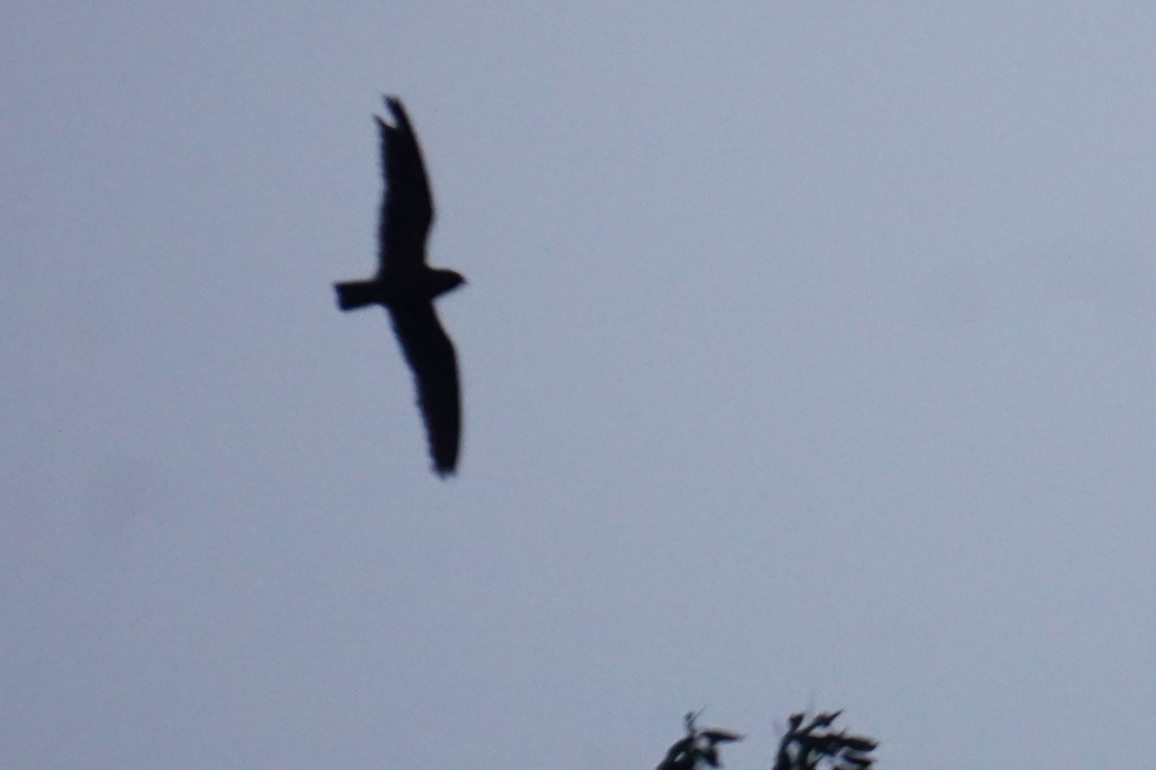  Short=tailed nighthawk 