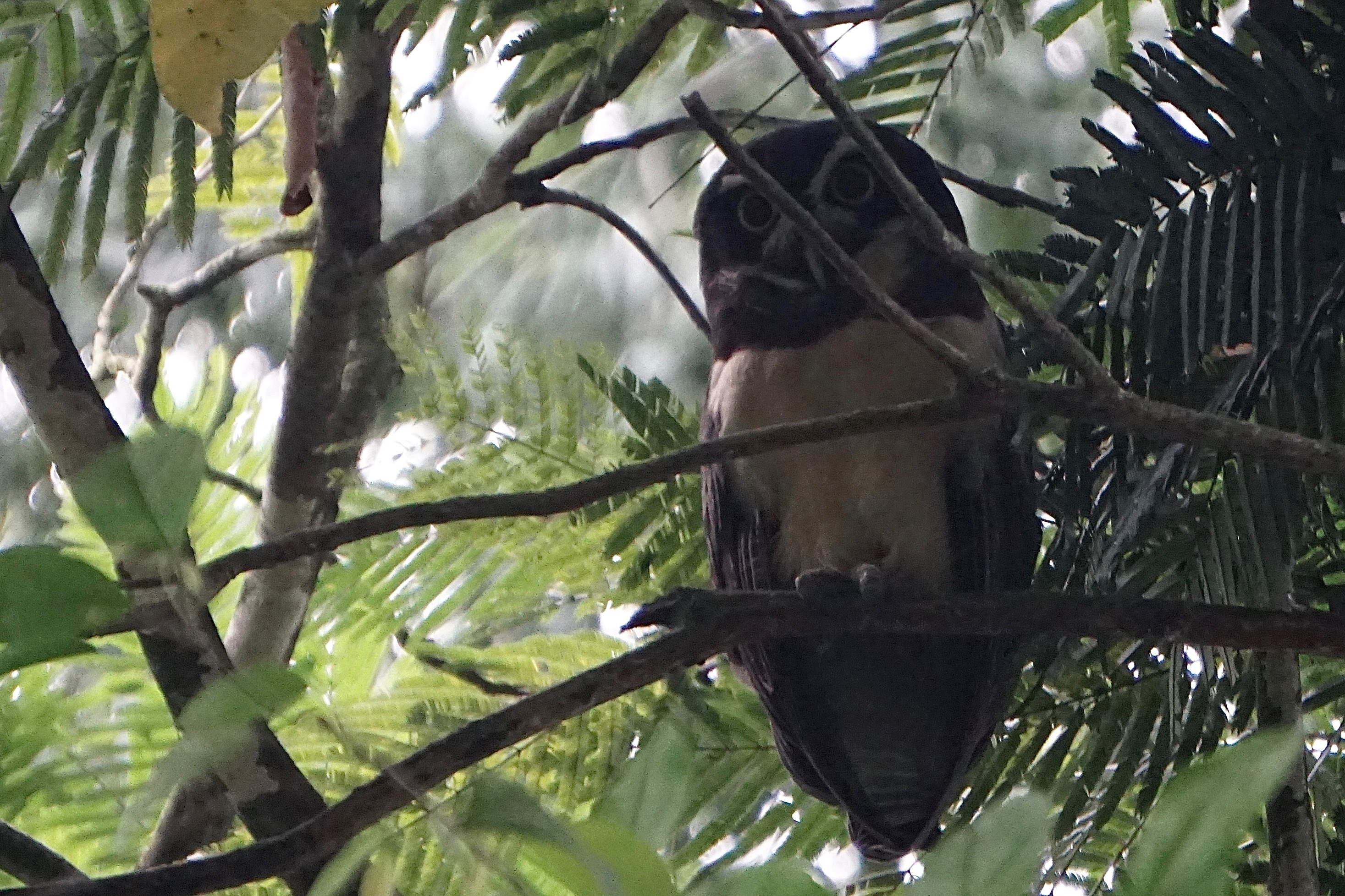  Spectacled owl 