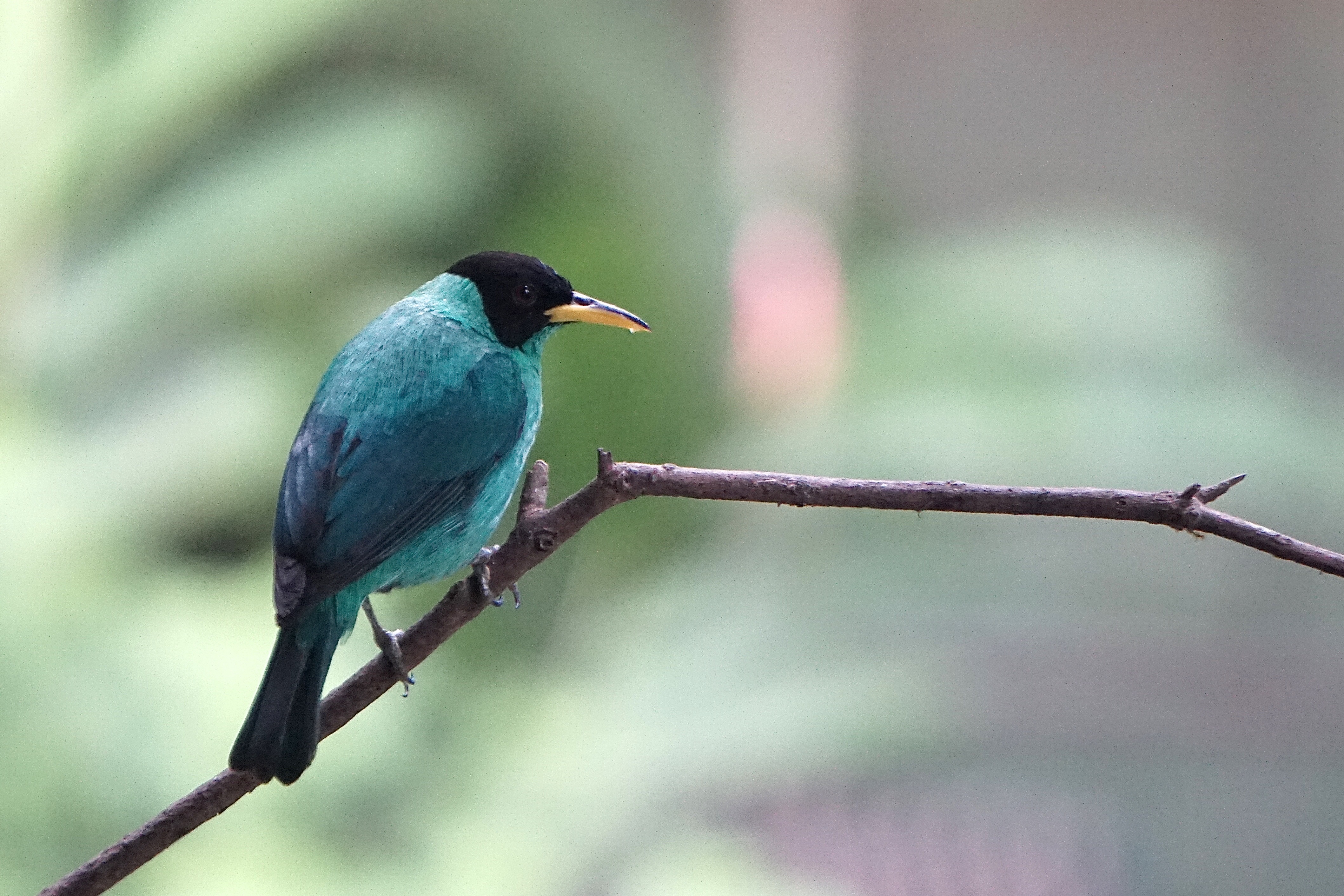  Green honeycreeper 