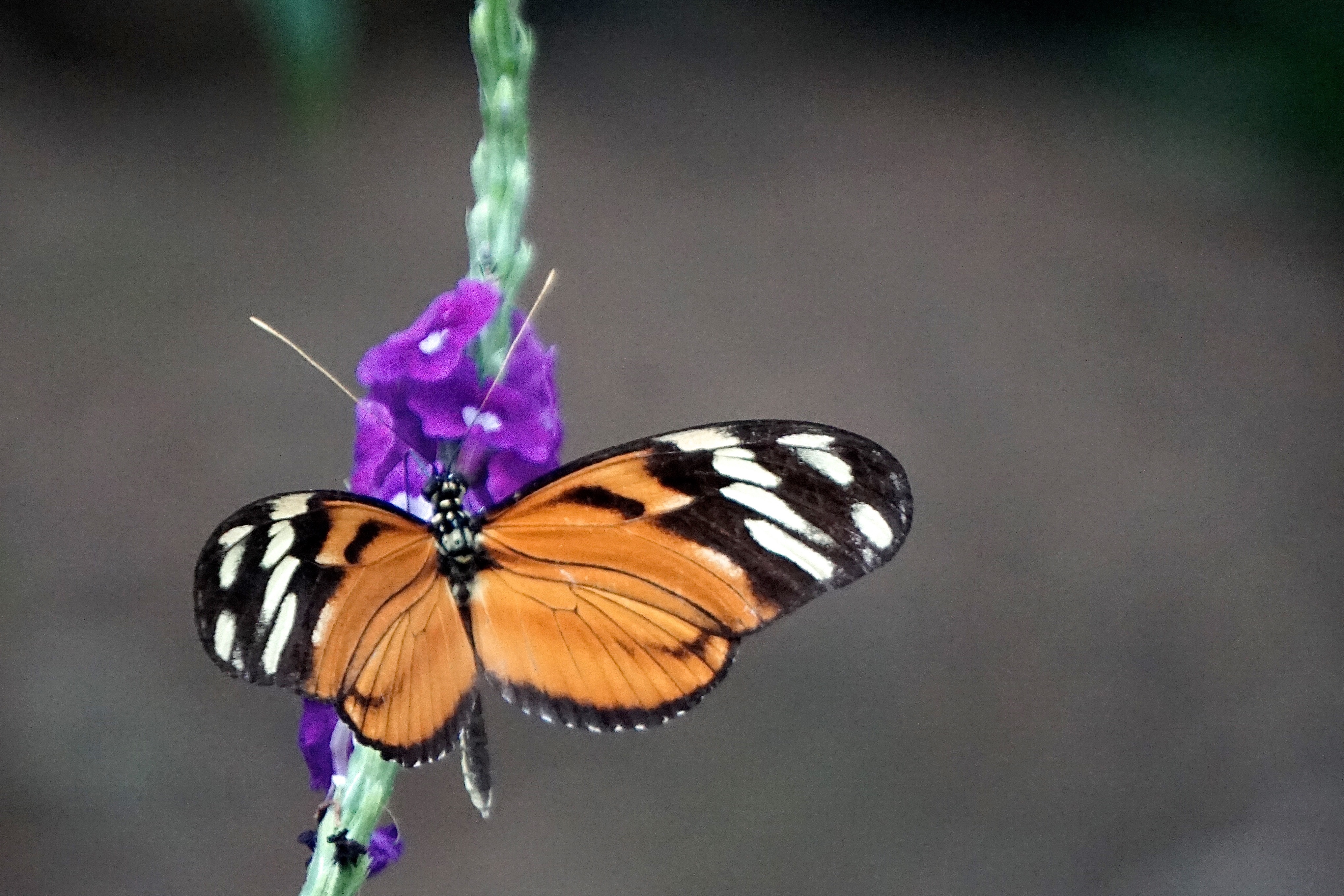  Viceroy 