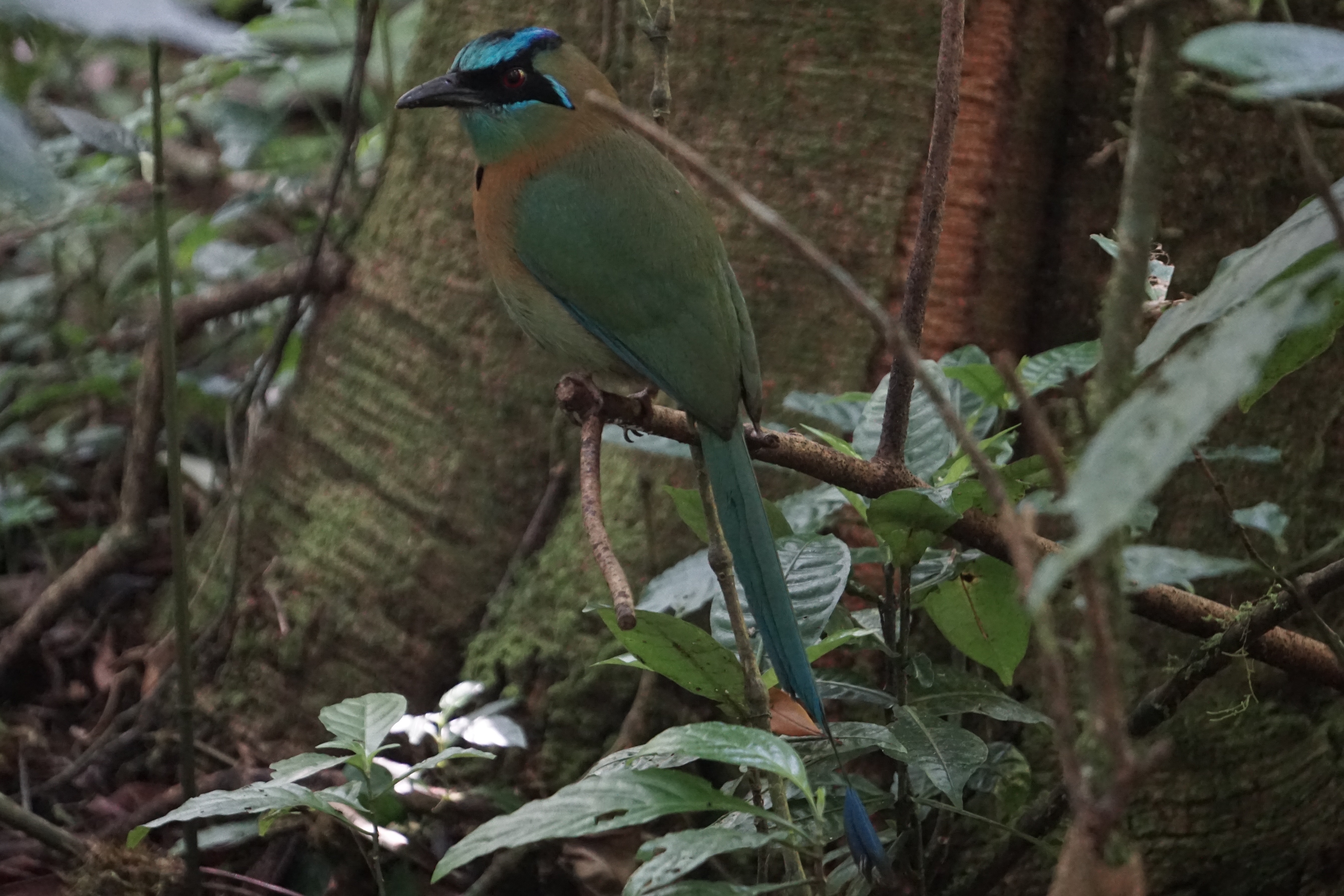  Blue-headed motmot 