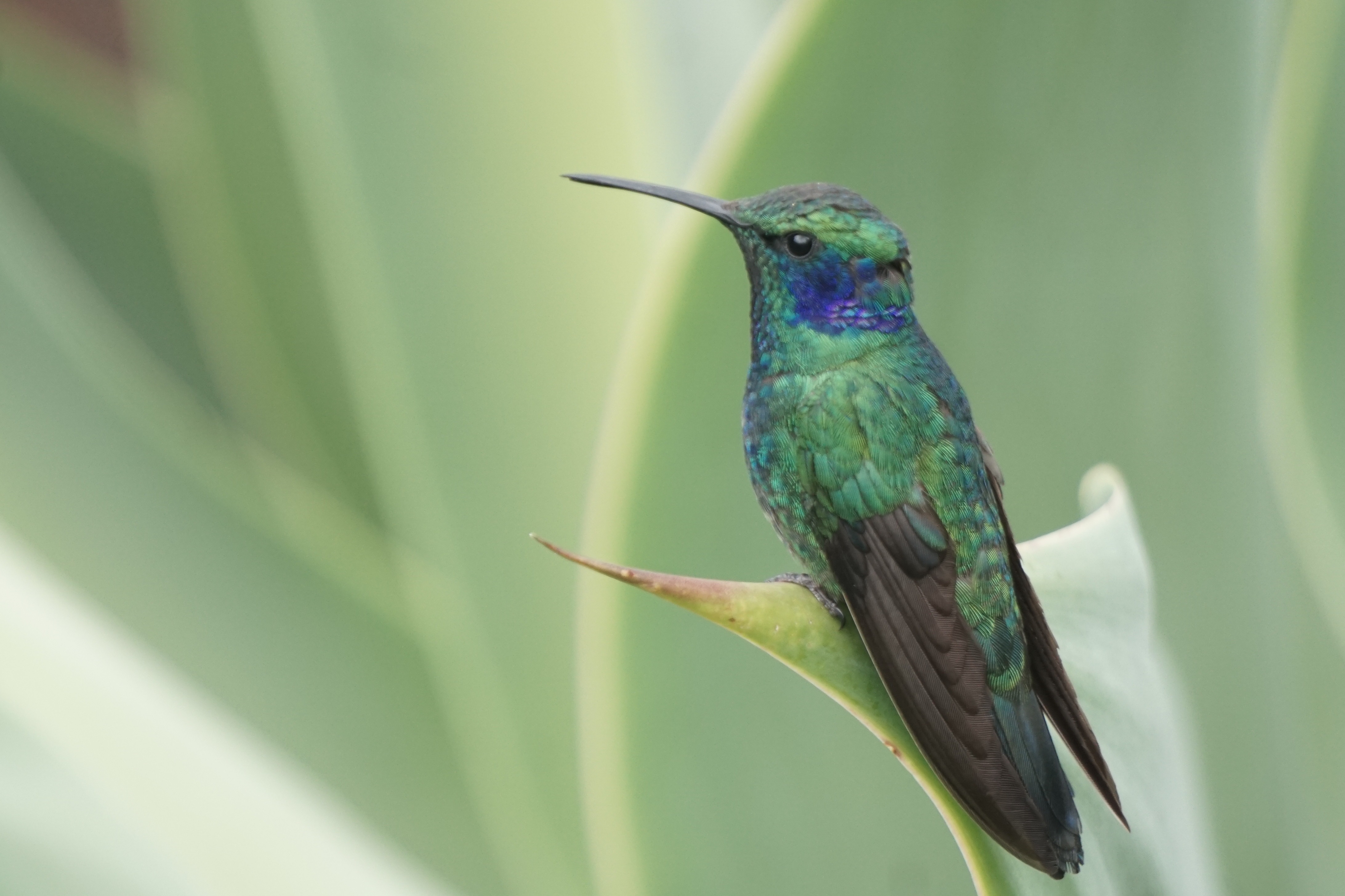  Green Violet-ear 