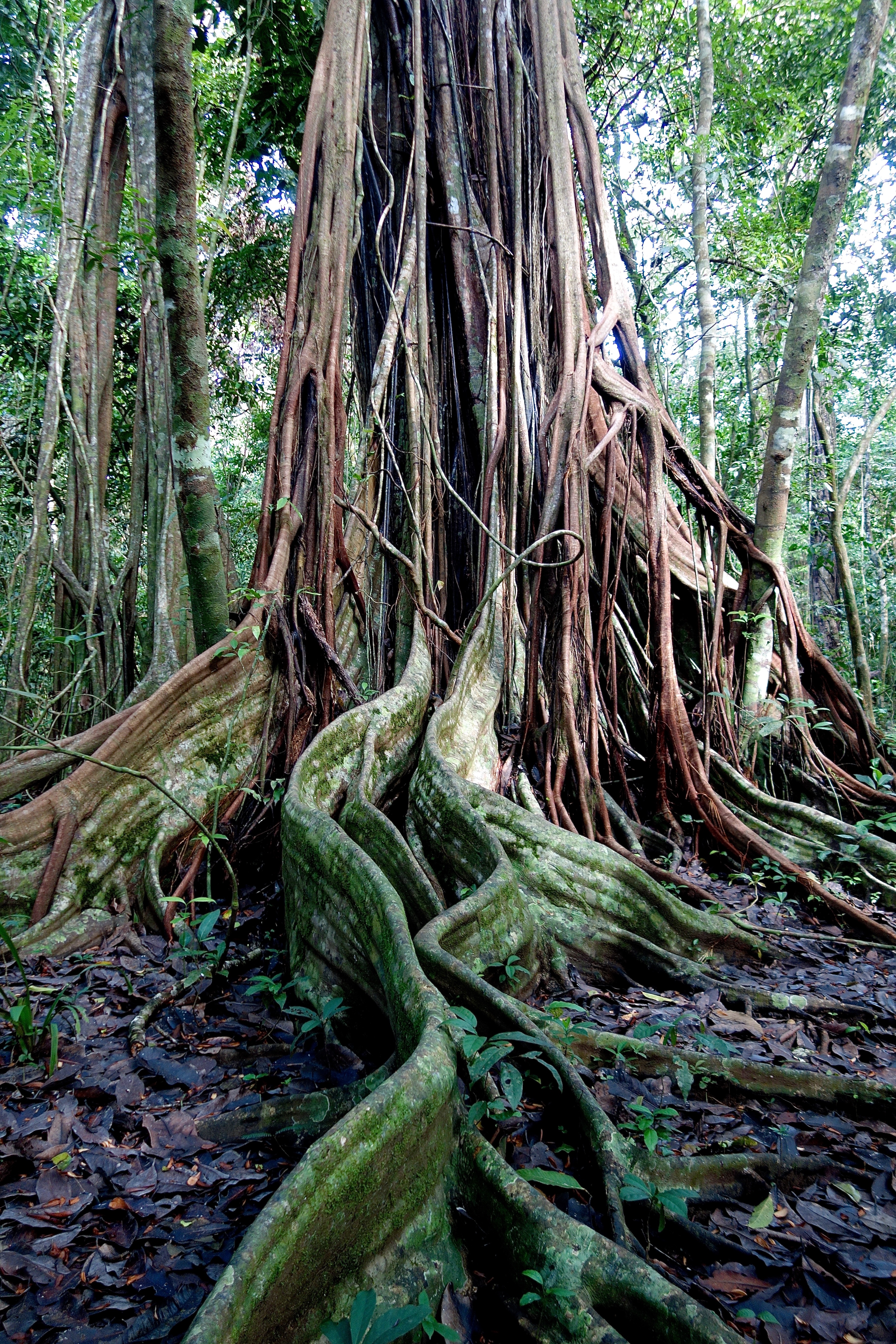  Buttressed roots, shallow but broad base 