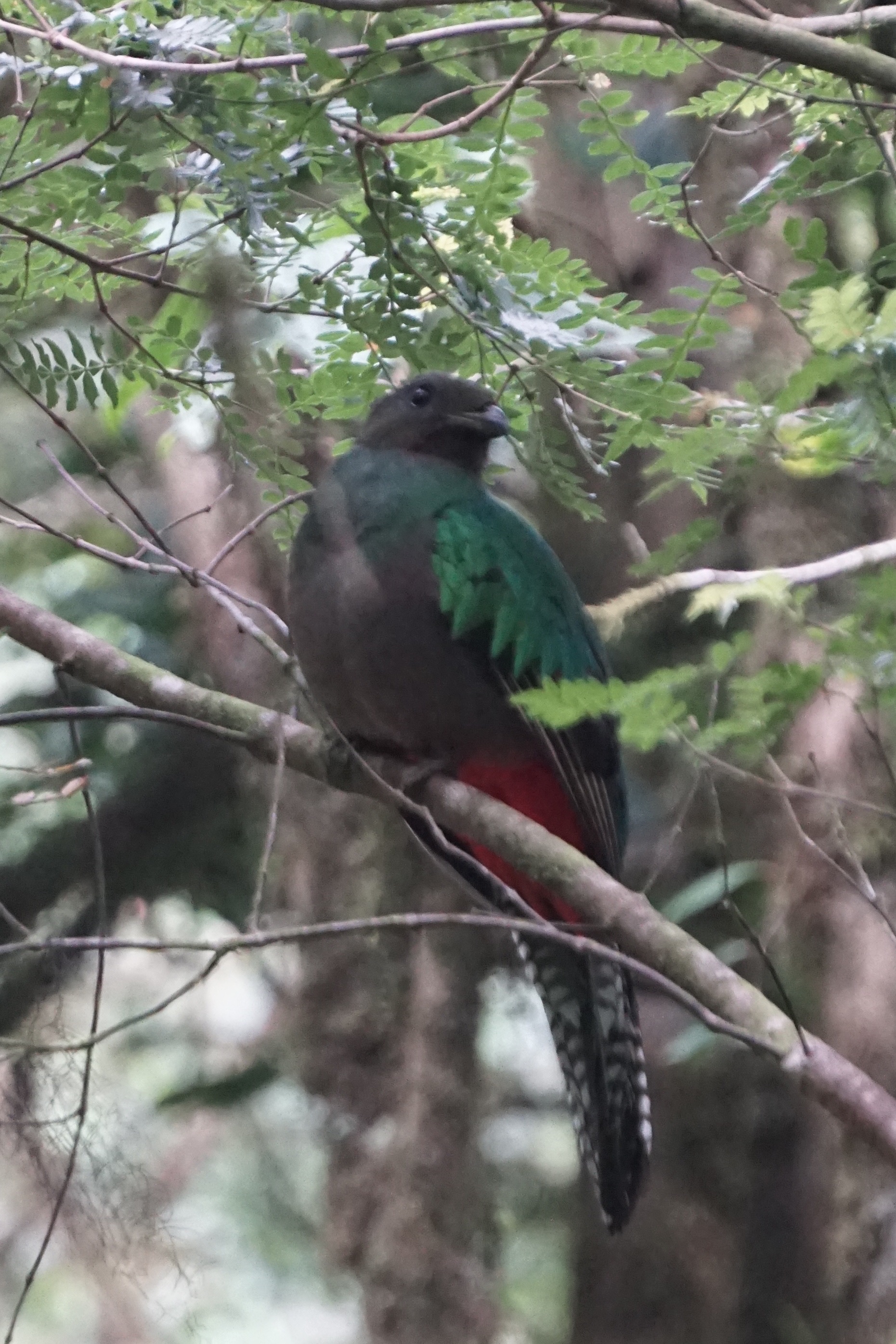  Femail Quetzal 