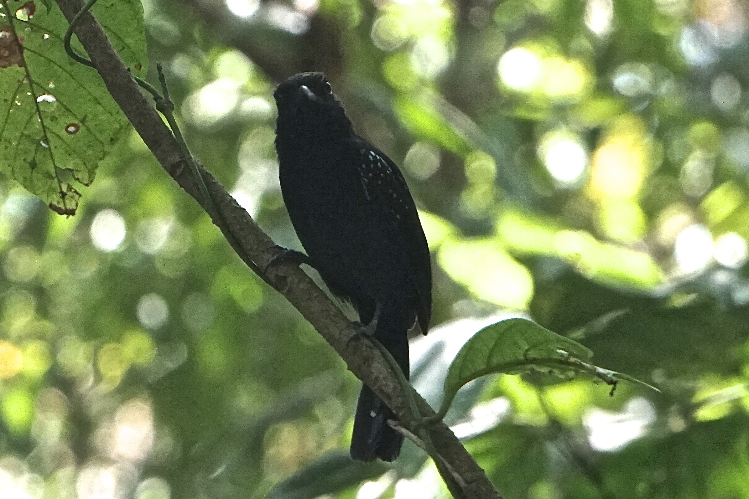  Black-hooded antshrike 