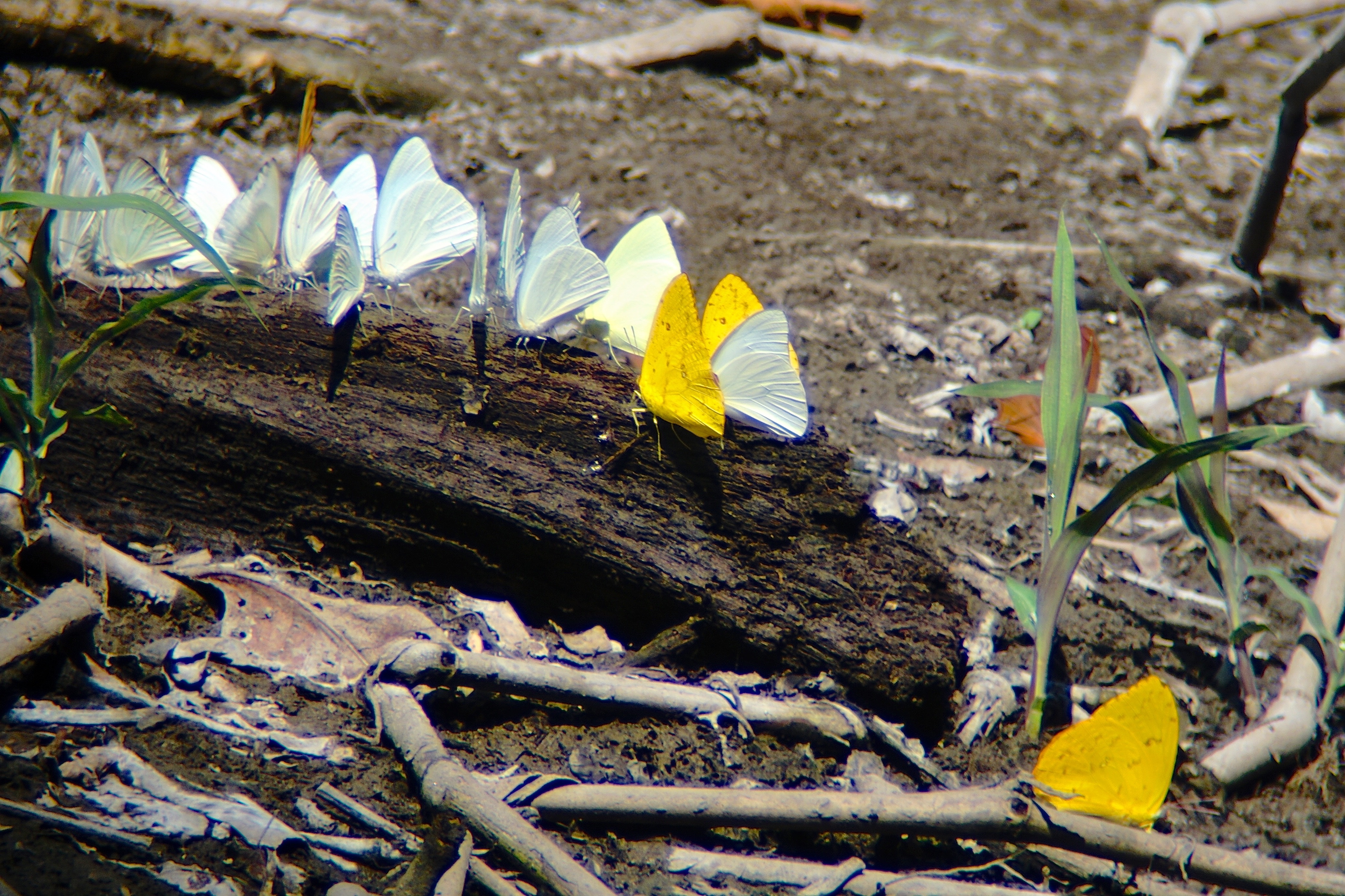  butterflies harvesting minerals 