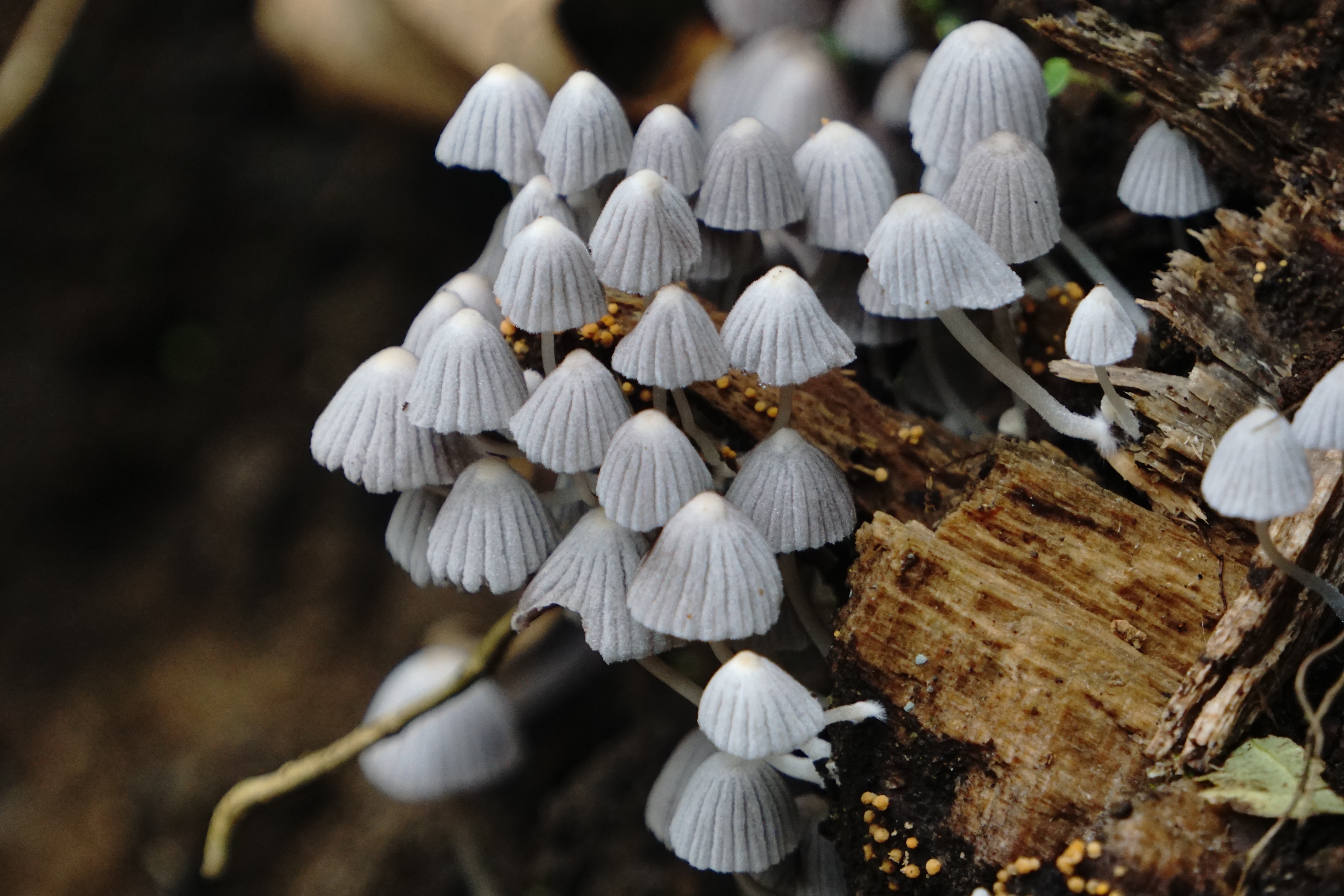  crenulated fungi 