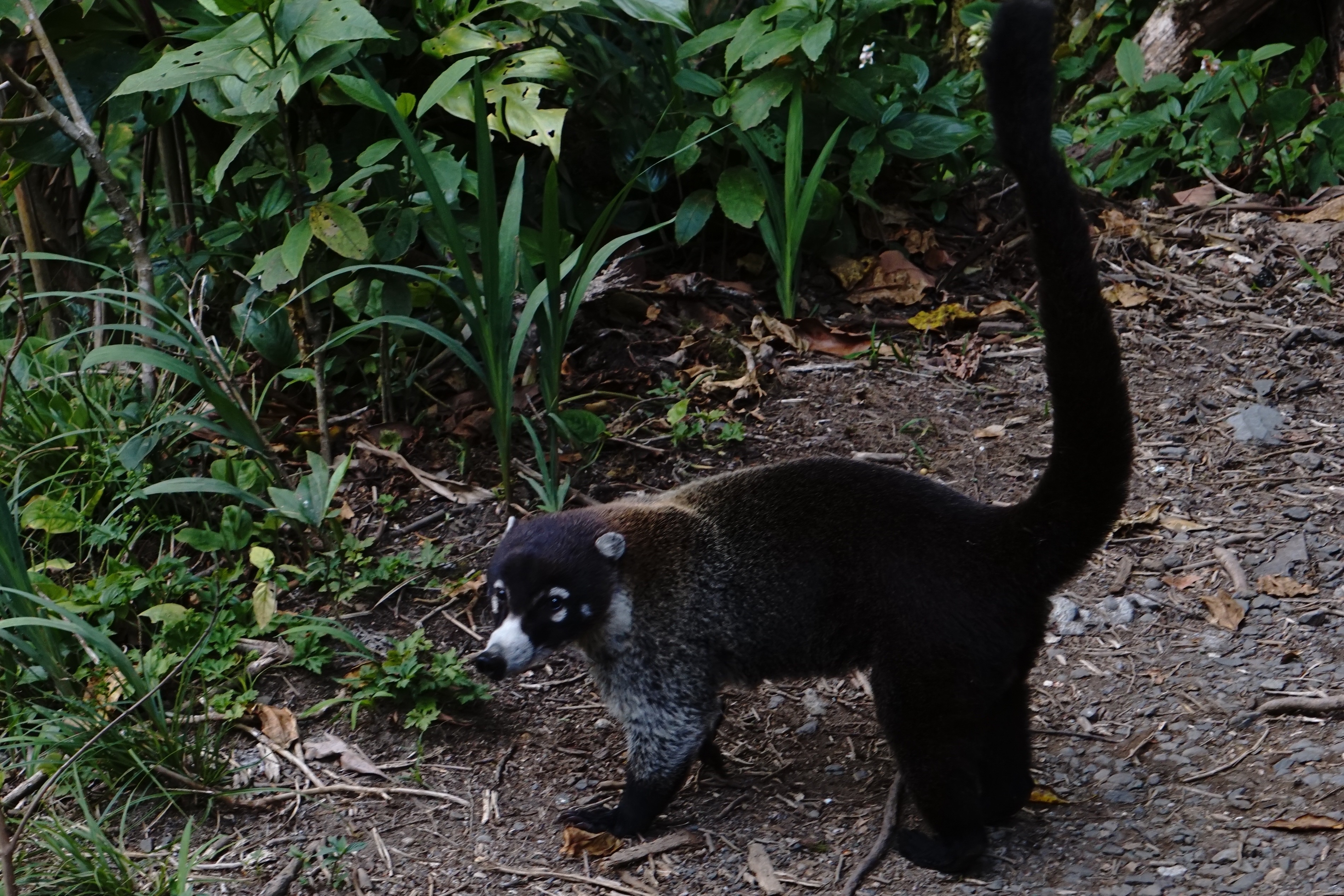 Coatimundi 