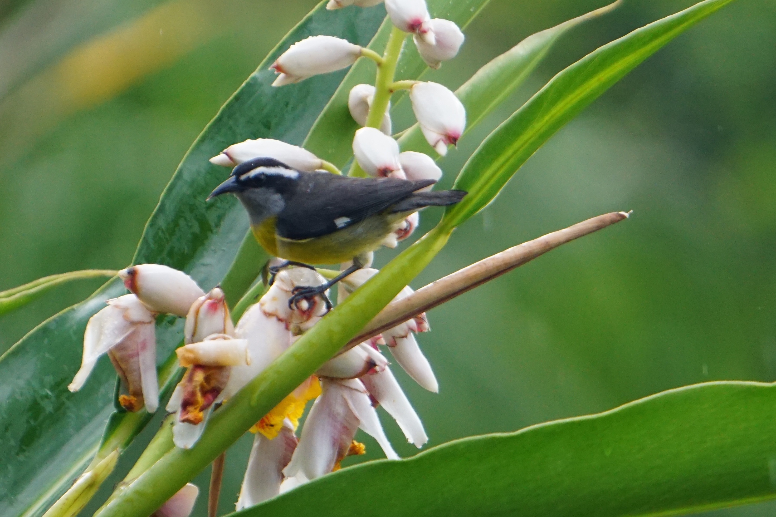  Bananaquit 