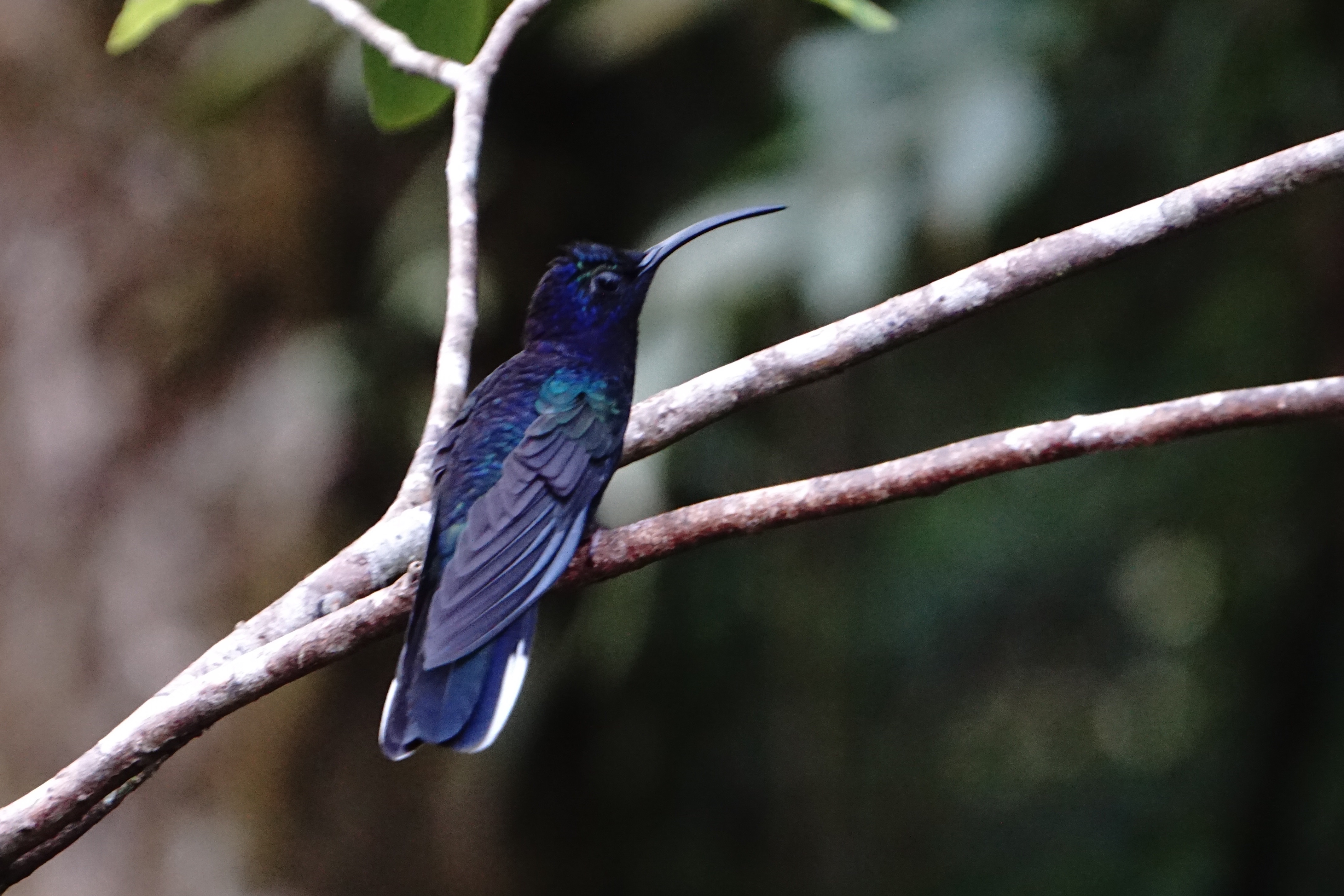 Violet saberwing 