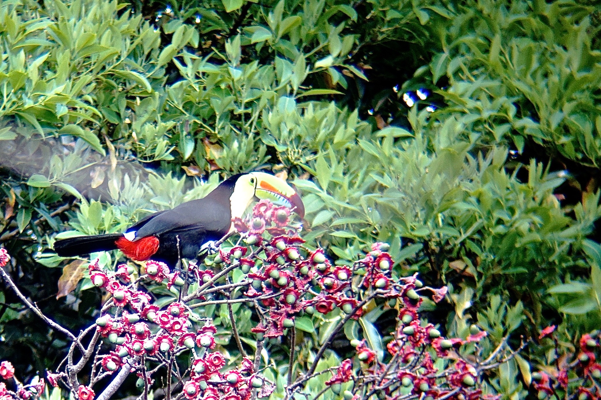  Keel-billed toucan 