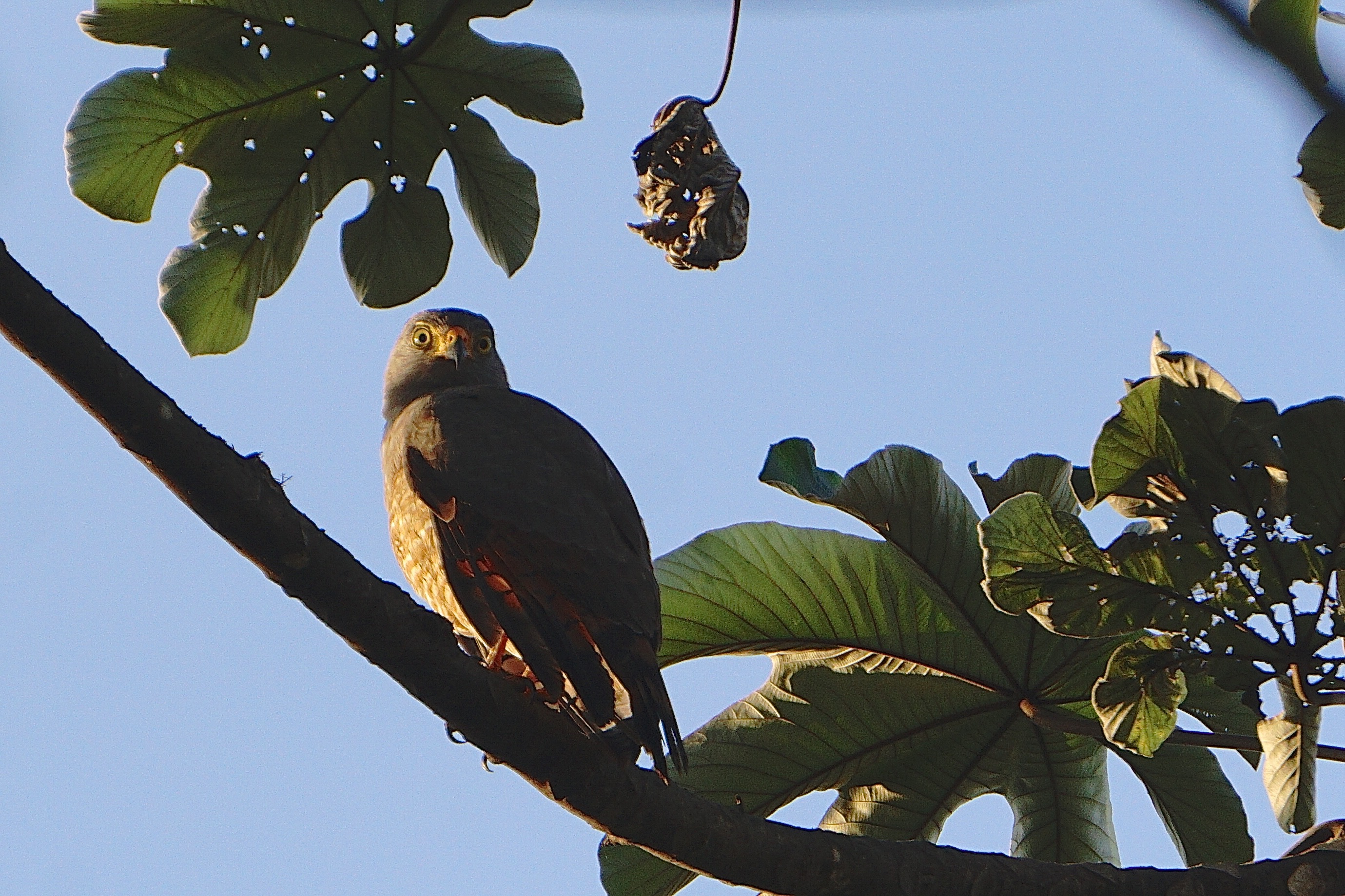  Roadside hawk 