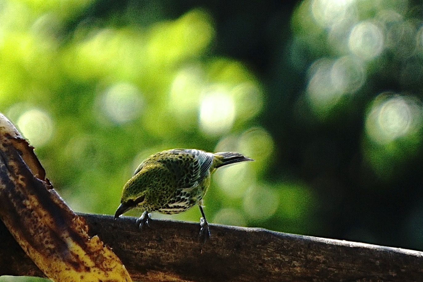 Specled tanager 