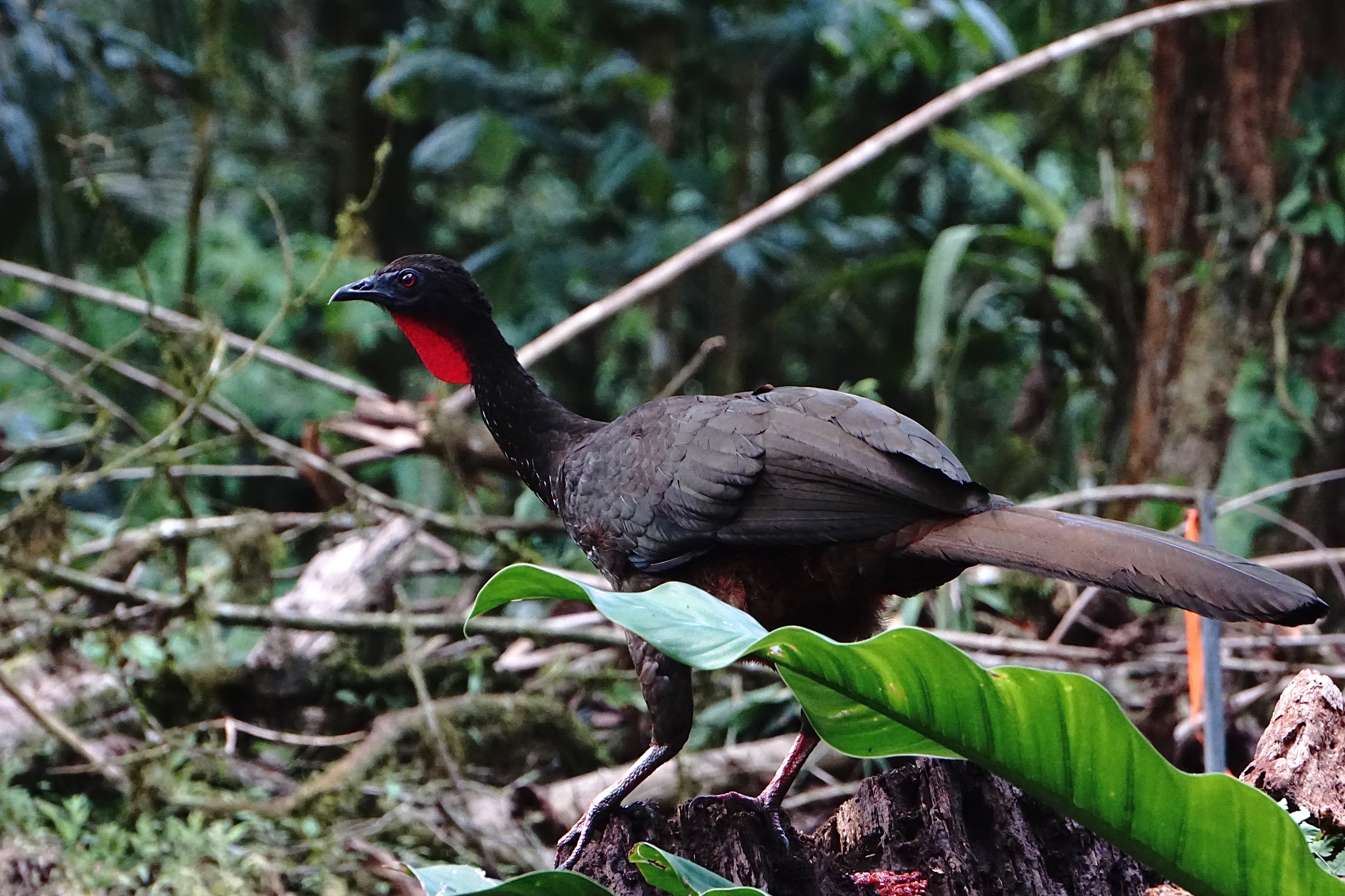  Crested guan 