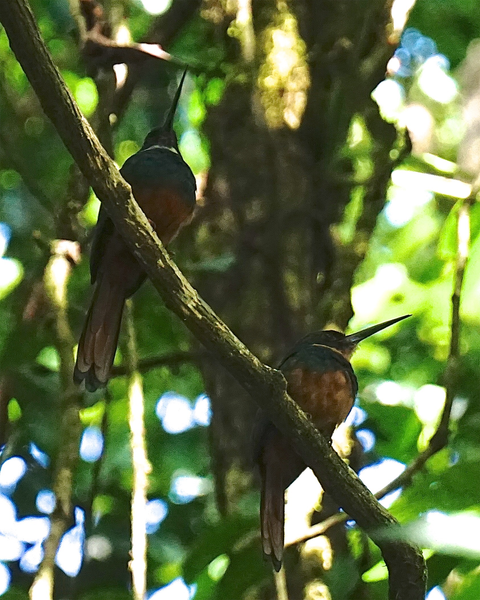  Rufous jacamars 