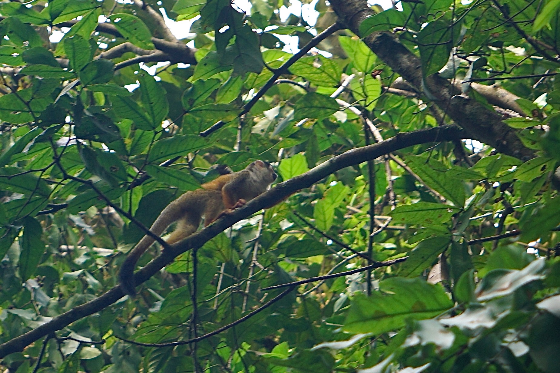  Titi or Squirrel monkey 