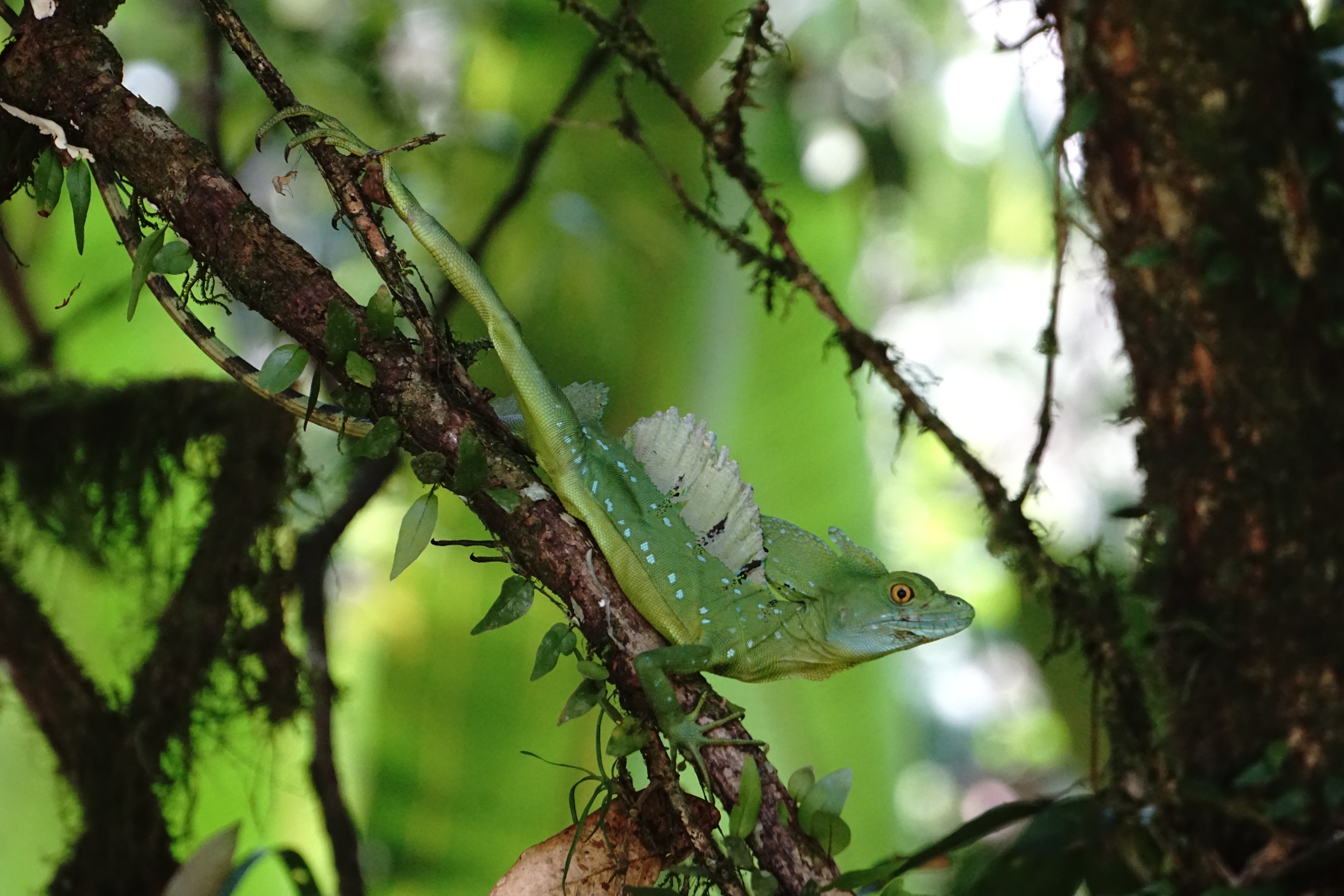  Green basilisk lizard 