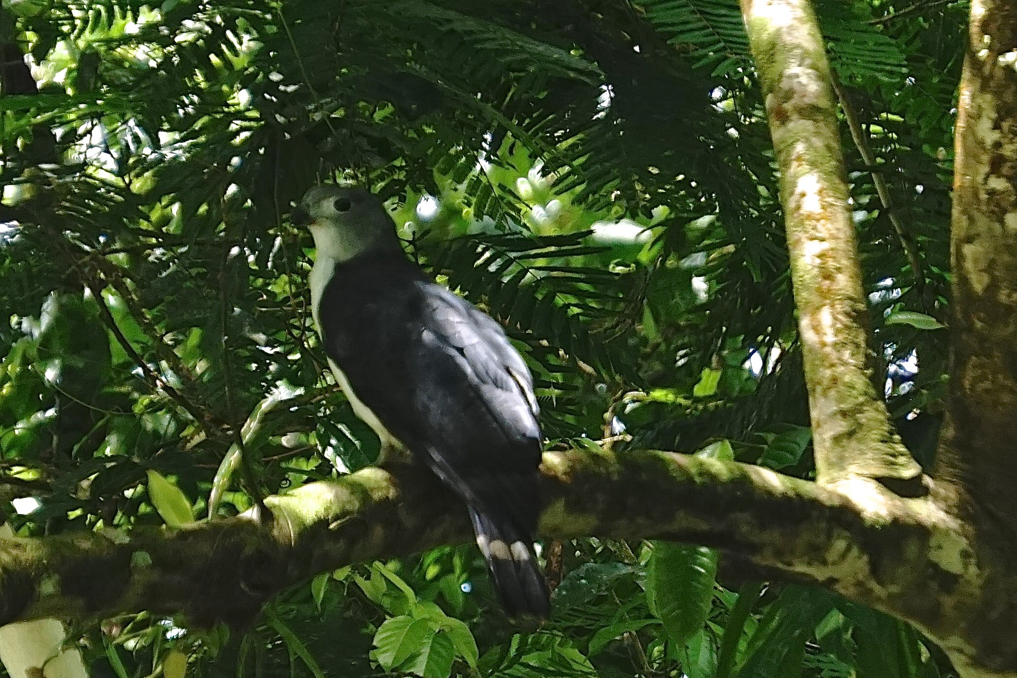  Gray-headed kite 