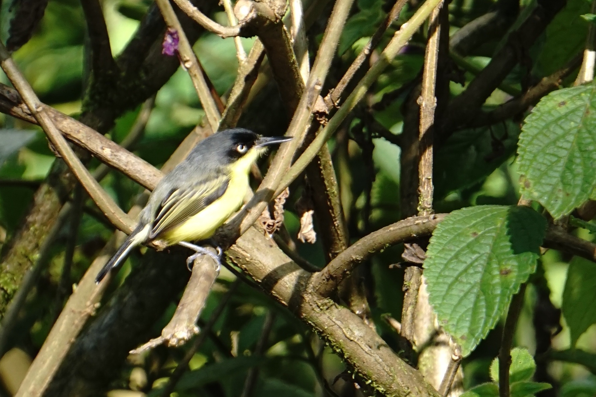  Common Tody-flycatcher 