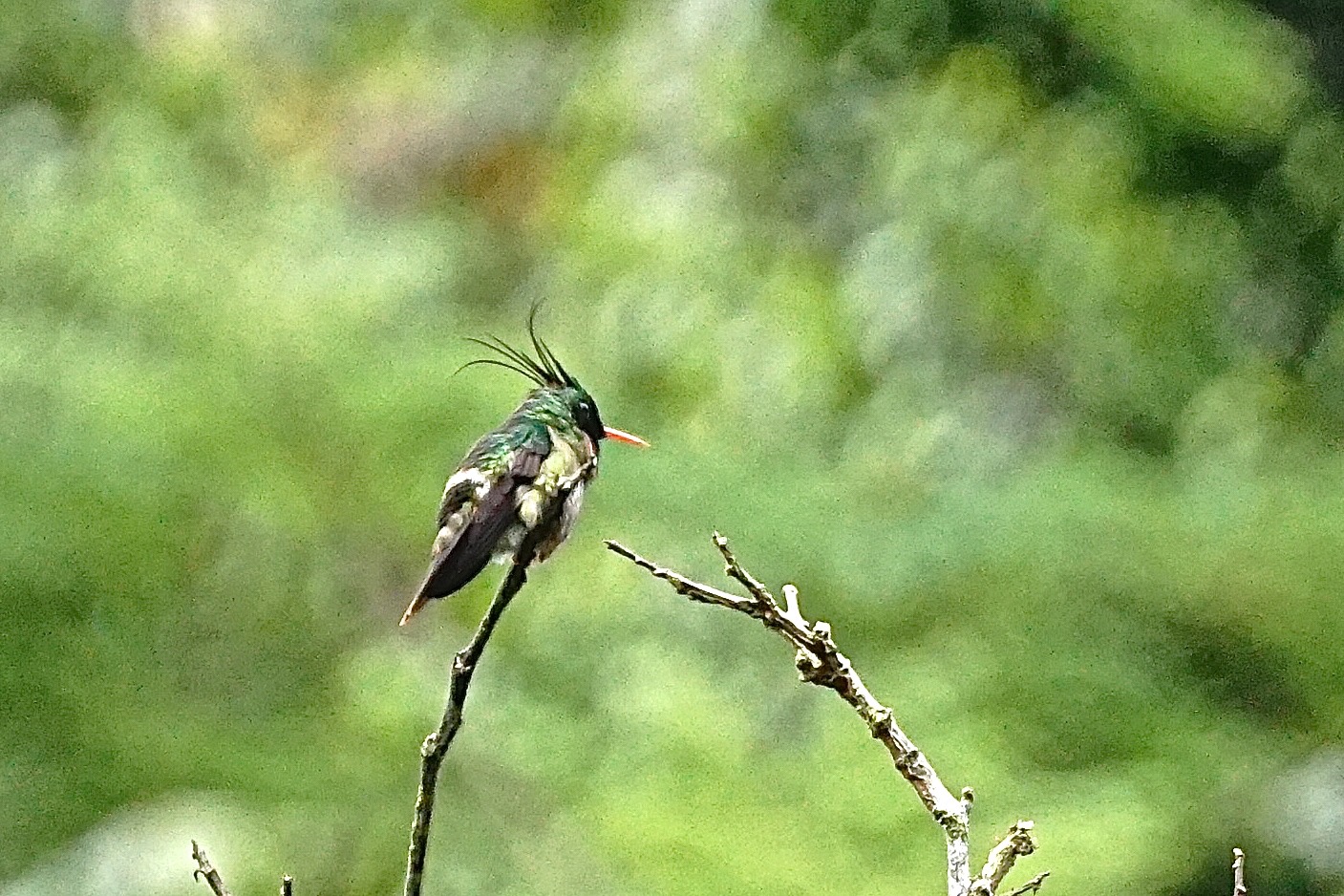  Black-crested coquette 