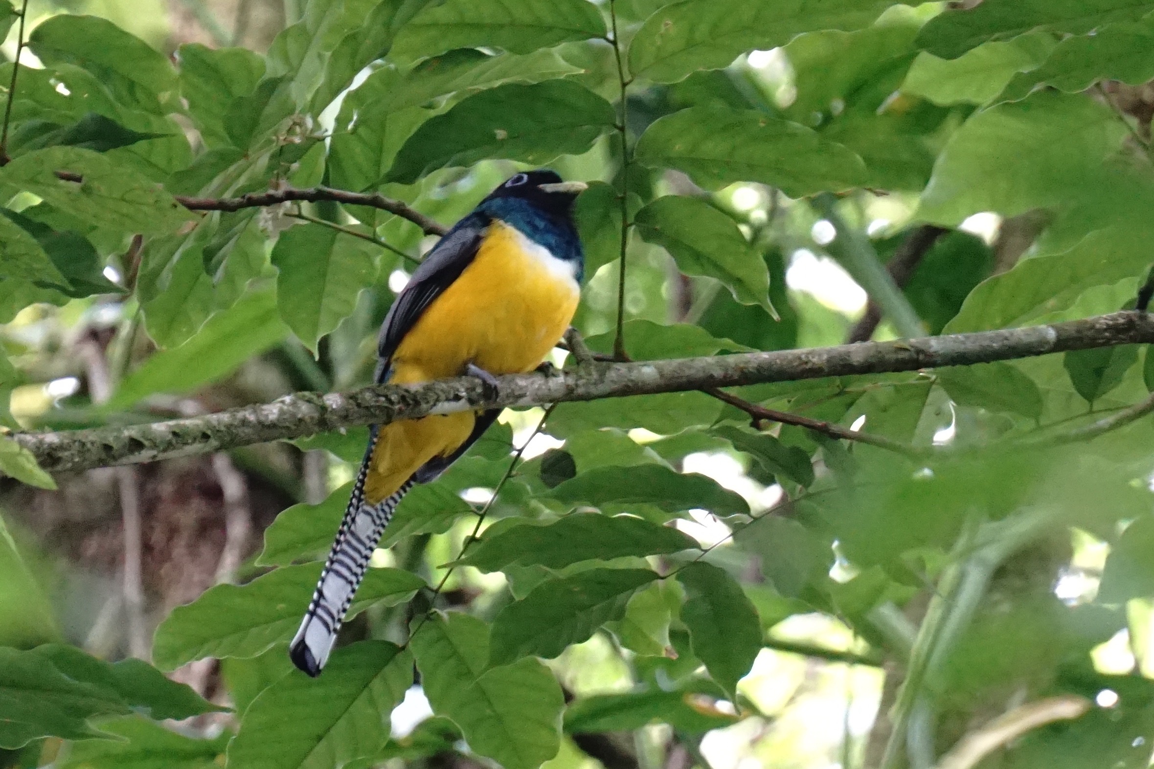  Gartered trogon 