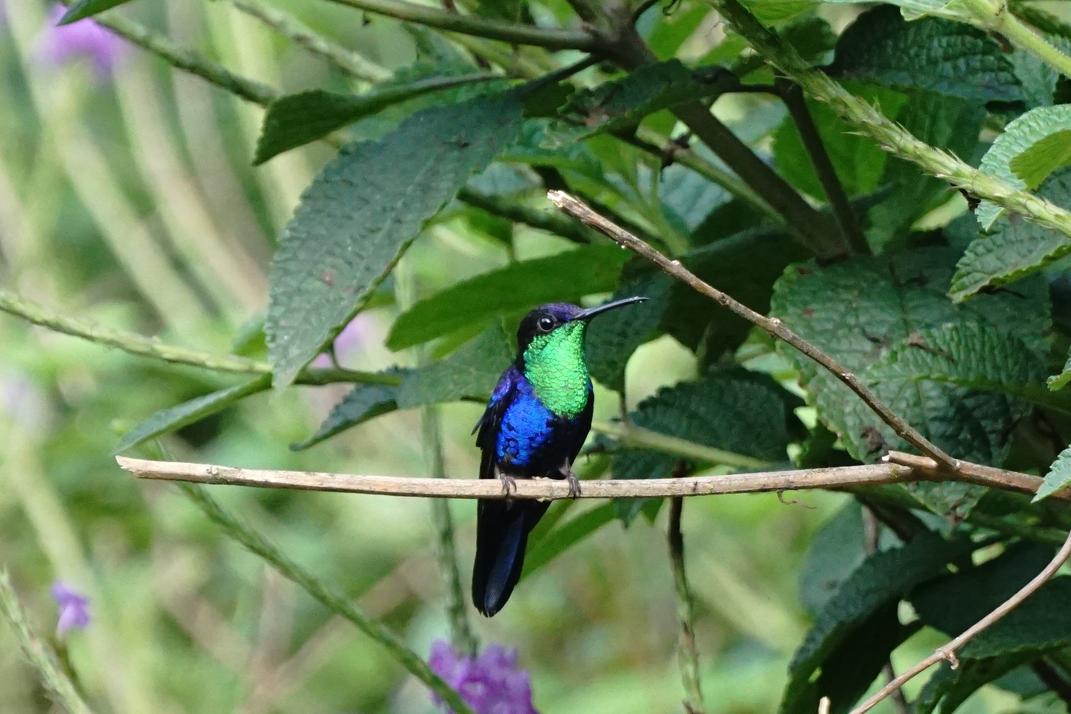  Crowned woodnymph 