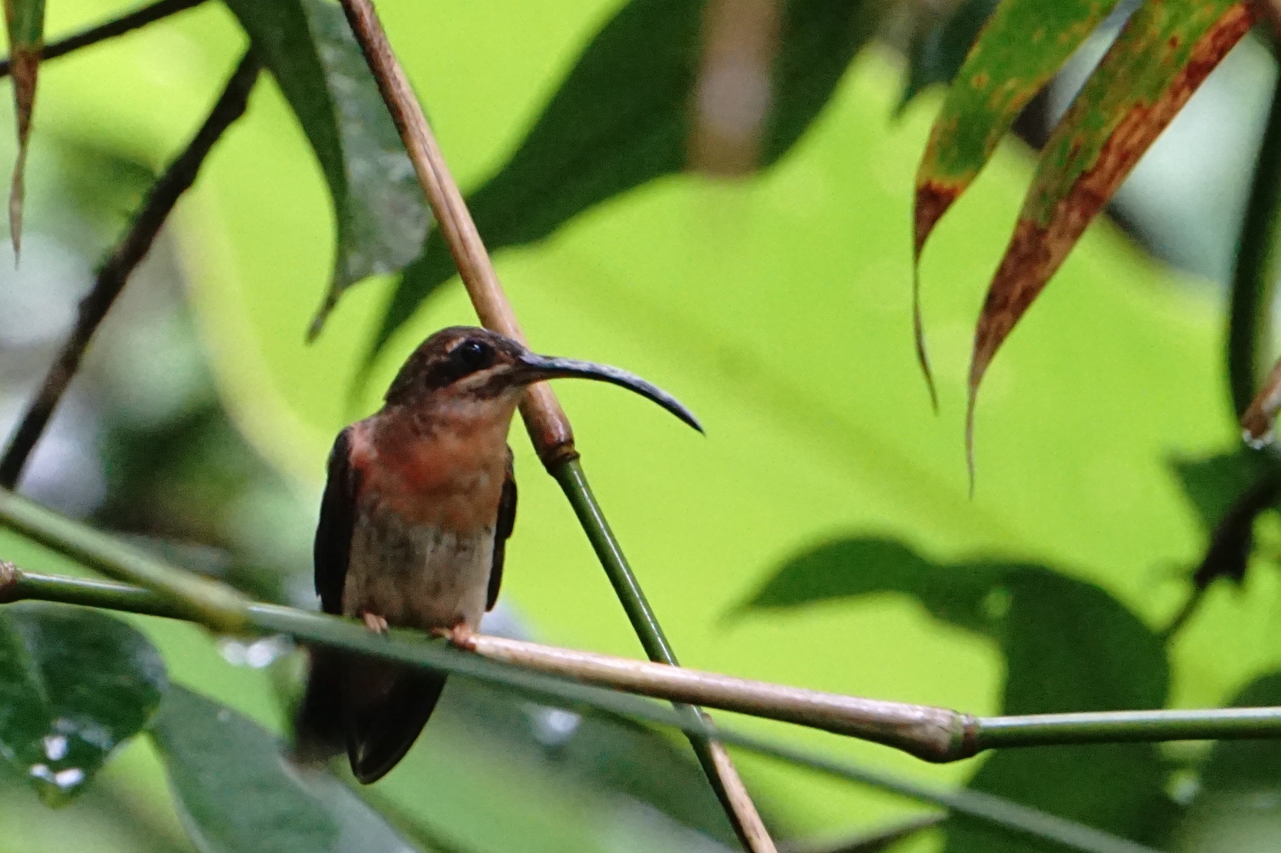  Bronzy hermit 