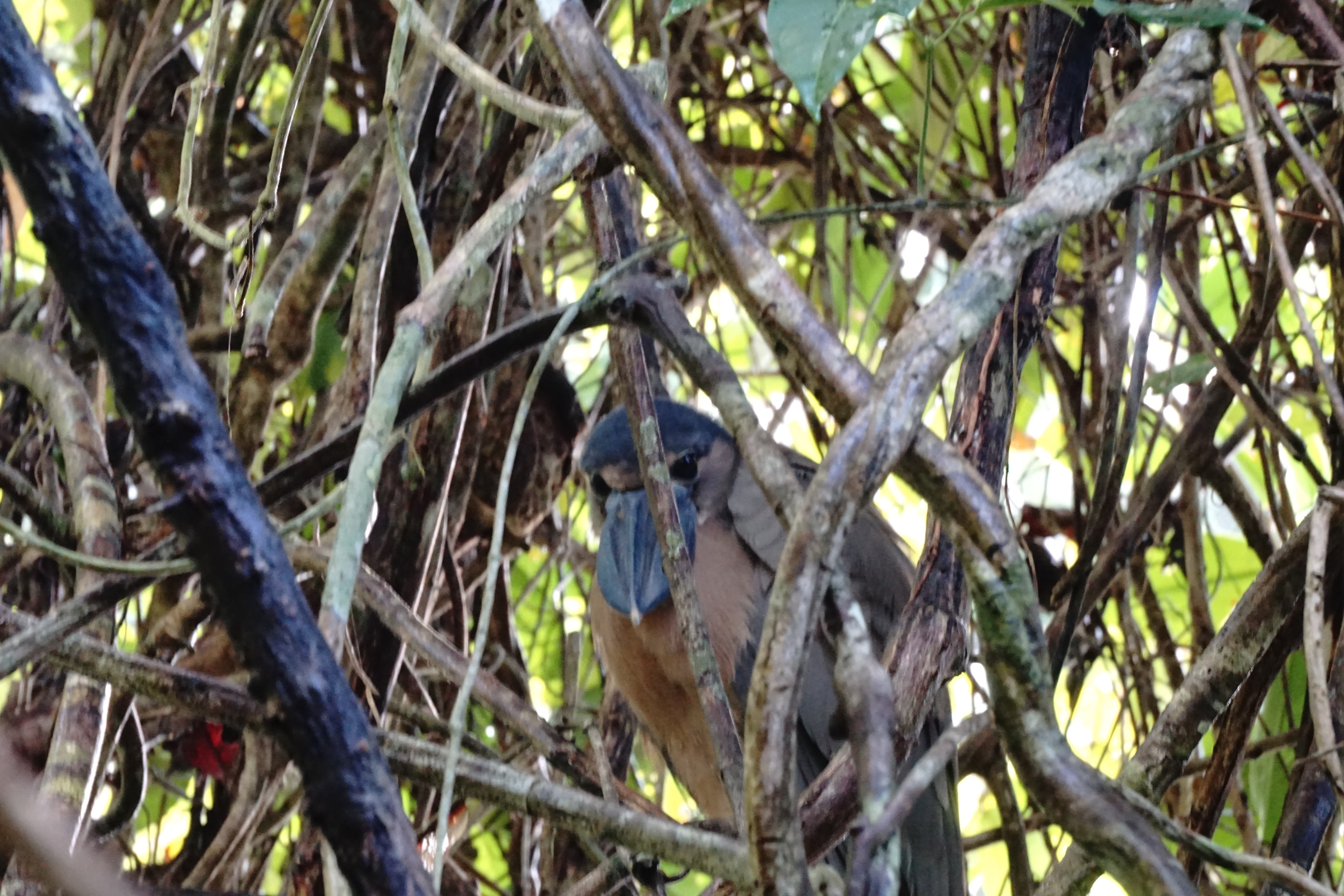  Boat-billed heron 