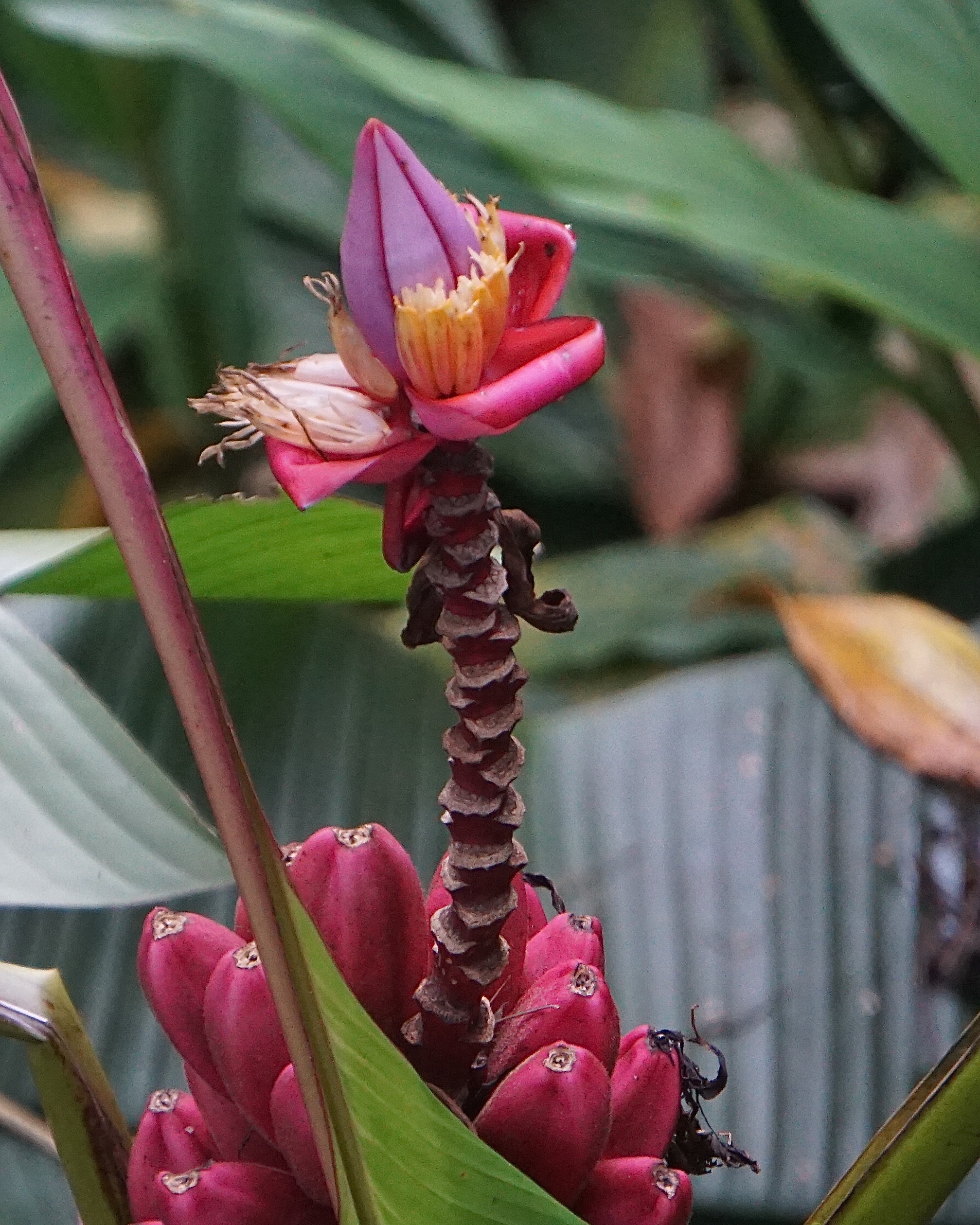  Wild banana 